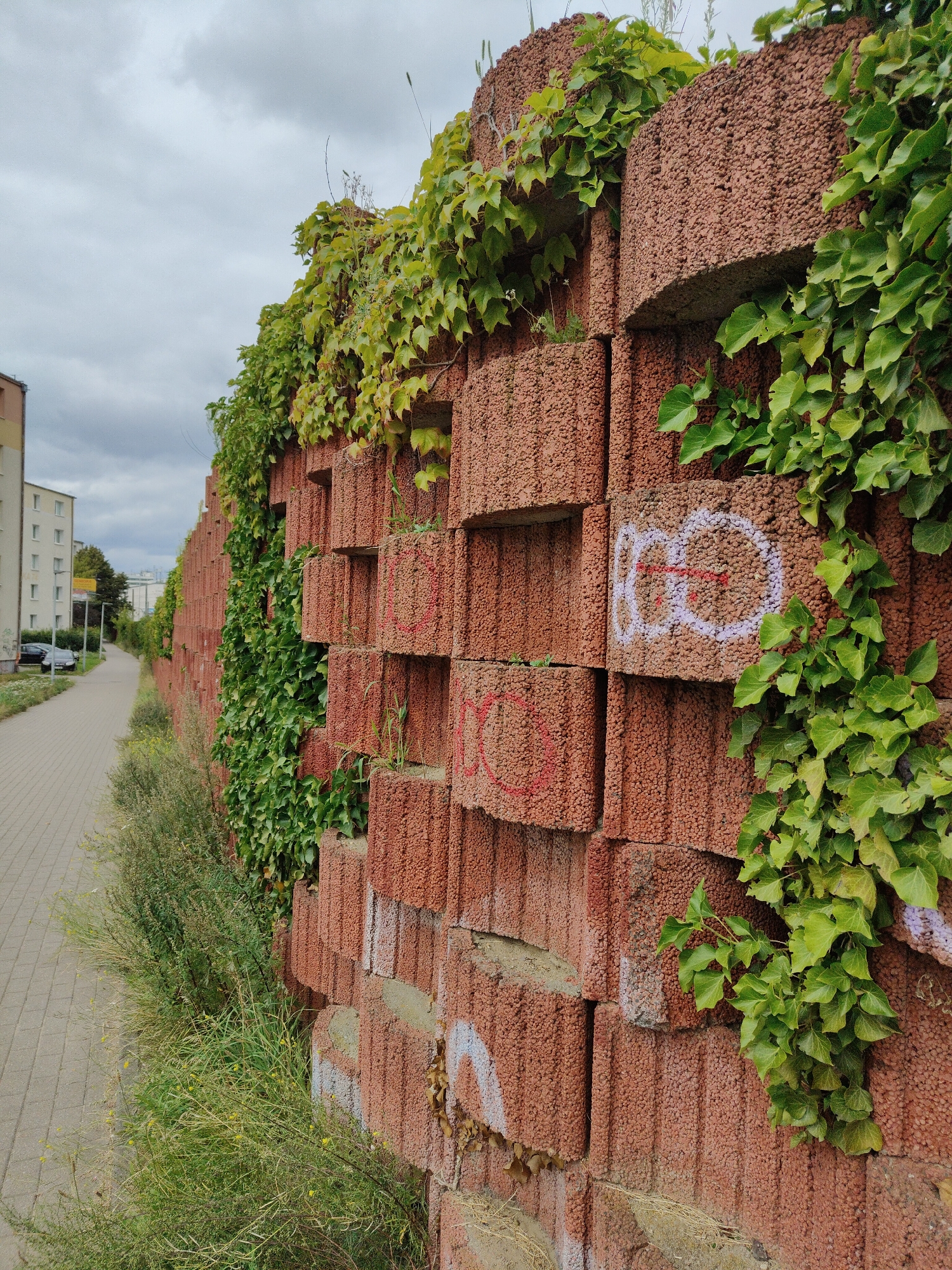 The image depicts a textured, reddish-brown concrete block wall, possibly a retaining wall, covered in lush green ivy. The wall is constructed from irregularly shaped, porous blocks stacked in a staggered pattern, creating a textured and somewhat organic appearance. The ivy vines are abundant, trailing over the blocks and creating pockets of dense foliage. In some areas, graffiti can be seen on the blocks, appearing as white and red spray-painted circles and lines.
To the left of the wall, a paved walkway or sidewalk, made of light-colored rectangular pavers, runs parallel to it. This walkway is bordered by a strip of overgrown, wild vegetation, including grasses and small yellow-flowered plants, which also encroach upon the base of the wall. In the background, a multi-story building with a light-colored facade and numerous windows is visible, suggesting an urban setting. A black car is parked to the left of the walkway near the building. The sky above is overcast with gray clouds.
While the image itself does not contain explicit markers of Gdynia, Poland, the presence of similar urban infrastructure, building styles, and vegetation is consistent with areas found in Polish cities. The specific wall construction, a common type of urban landscaping feature for creating vertical gardens or terracing, is also frequently encountered in Gdynia and other Polish cities.