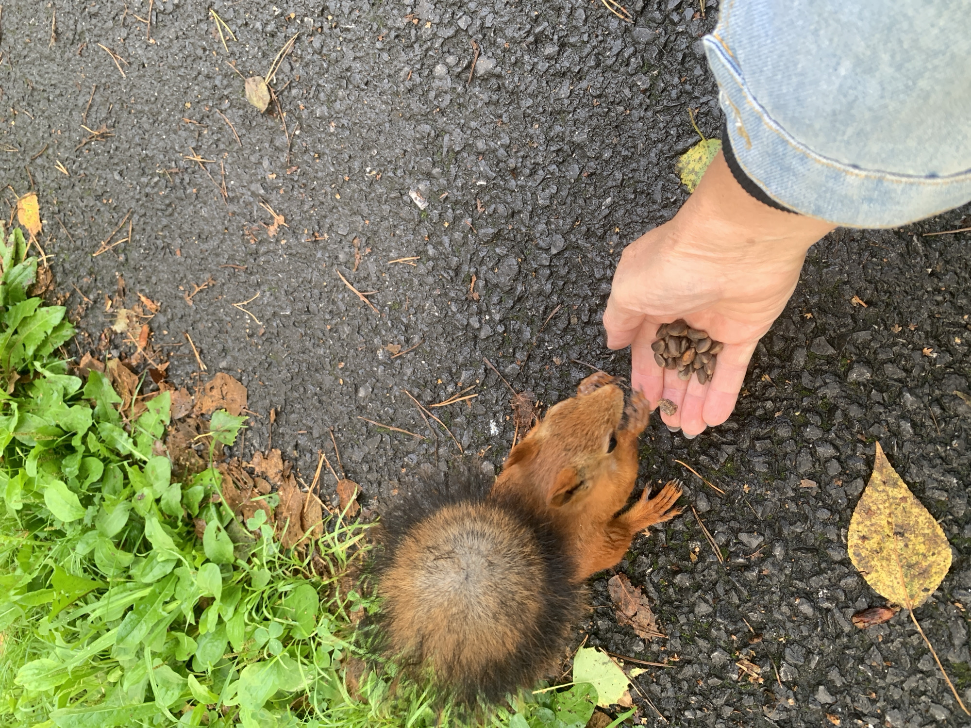 A person's hand, wearing a denim jacket, offers a pile of small nuts to a red squirrel on a dark, wet asphalt path. Green grass and fallen brown leaves are visible on the left side of the image, bordering the path. The squirrel is facing the hand, with its bushy tail curved over its back, and is actively eating from the palm. The scene appears to be outdoors, in an urban or park environment, consistent with a location like Prokopyevsk, Russia.