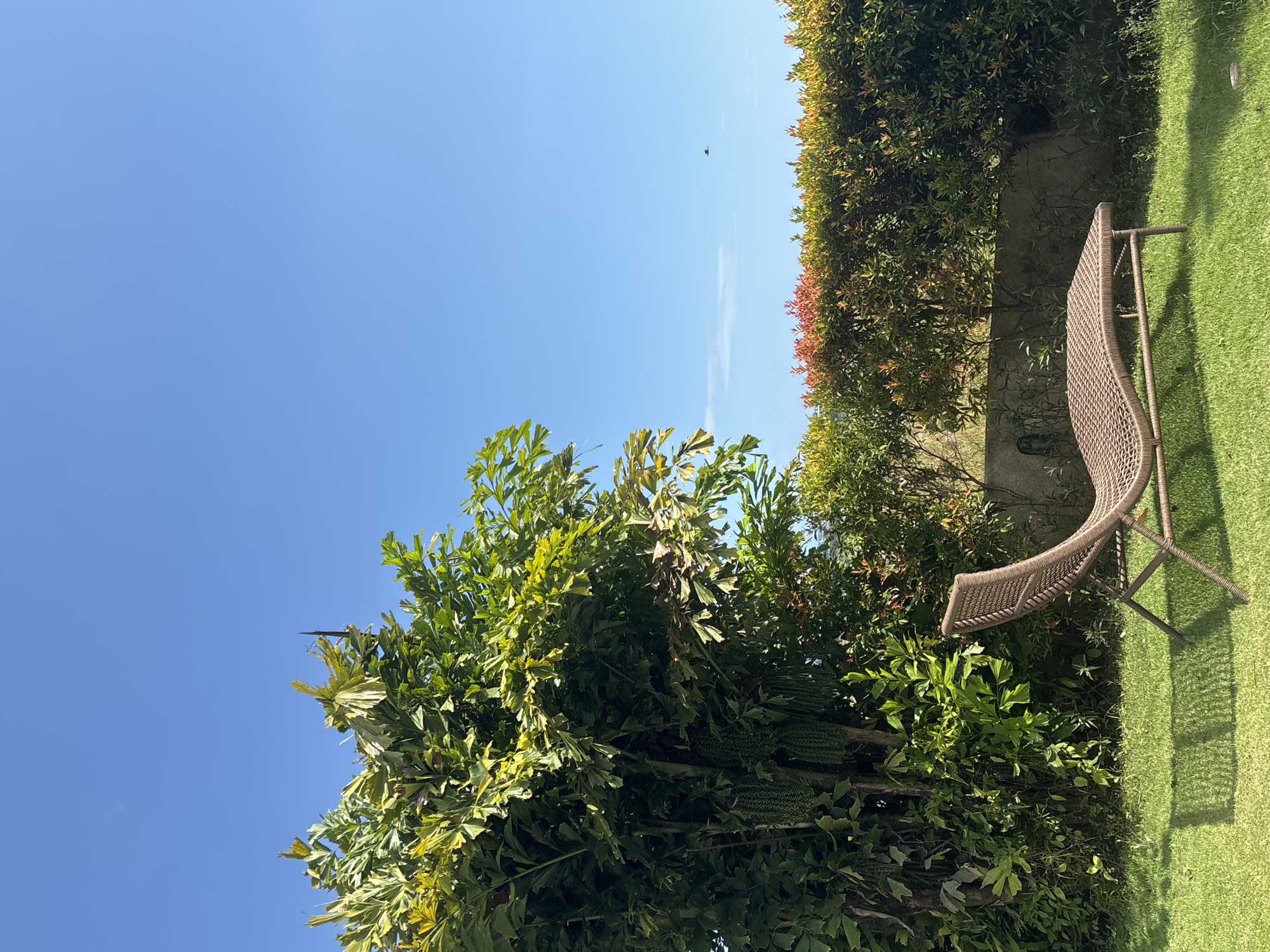 The image presents a backyard scene in Mengwi, Indonesia. On the right is a patch of green grass and a brown woven chair. Adjacent to the grass is a dense green hedge, interspersed with some reddish leaves and a stone wall. To the left, another dense green tree reaches up towards a clear blue sky. In the sky, there appears to be a small dark object, possibly a bird or insect.