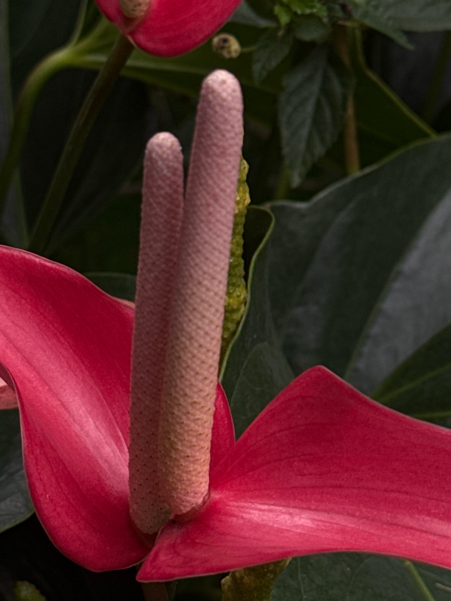 A close-up, low-angle shot captures a vibrant pink Anthurium flower against a dark, blurred background. The flower's heart-shaped spathe, a rich fuchsia color, is prominently displayed, with its glossy surface catching the light. Emerging from the spathe is the spadix, a narrow, cylindrical appendage covered in tiny, raised bumps, also in a light pink hue. The spadix has a textured, almost velvety appearance. In the upper left corner, a hint of another, redder Anthurium bloom is visible. Dark green foliage and stems form the backdrop, adding depth and contrast to the bright flower. The image suggests a natural setting, possibly a garden or greenhouse, with soft, diffused lighting. The location is specified as Hiệp Thạnh, Vietnam.
