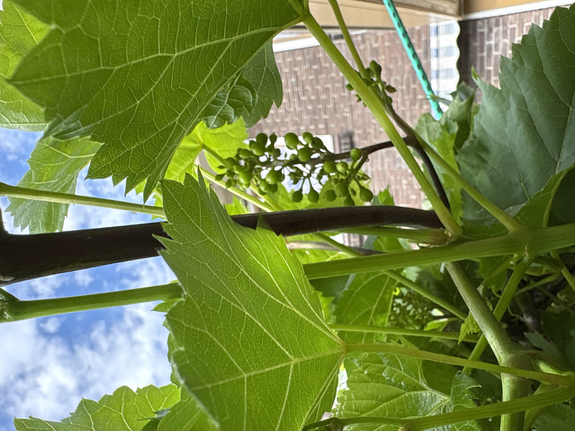 This is a close-up, low-angle, outdoor, daytime, nature photograph of a grapevine plant in Heerlen, Netherlands. The image is dominated by lush green grape leaves and stems, with a cluster of small, developing green grapes visible in the mid-ground. A dark brown vine stake is positioned vertically, supporting the plant. In the background, a brick building with a light-colored awning and a green rope are visible. The sky, with scattered clouds, can be seen through the leaves at the top of the frame. There are no people or animals present.