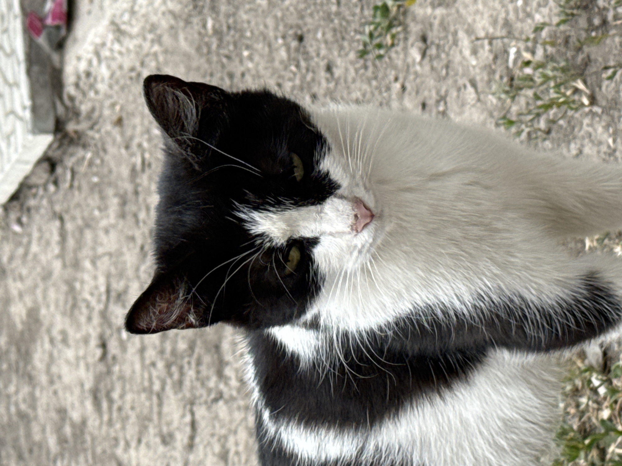 This is a close-up, high-angle shot of a black and white cat lying on a rough, granular surface, possibly concrete or dirt, with sparse vegetation visible in the background. The cat's fur is distinctively patterned with bold black and white stripes across its body. Its head is turned to the side, with one ear clearly visible and the other partially obscured. The cat's eyes are open and appear to be a greenish-yellow color. Its nose is a delicate pink, and long white whiskers fan out from its muzzle. The lighting suggests it could be daytime, and the texture of the ground indicates an outdoor setting. The overall mood is relaxed, with the cat appearing to be resting or observing its surroundings.