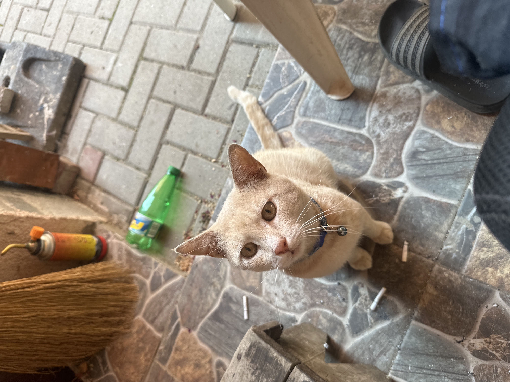 The image shows an outdoor scene, possibly a patio or walkway, with a light orange cat sitting on patterned stone tiles. The cat is wearing a blue collar with a bell. In the background, there is a broom, a red and yellow can that appears to be a butane torch or lighter refill, and a green plastic bottle. Several cigarette butts are scattered on the ground near the cat. A wooden bench or table is visible to the left of the cat. A person's foot wearing a black sandal is in the lower right corner of the frame, along with dark pants. The lighting suggests it is daytime. There is no specific indication of the location being in the city of Cherven Breg, Bulgaria, nor any information that would allow for such a determination.