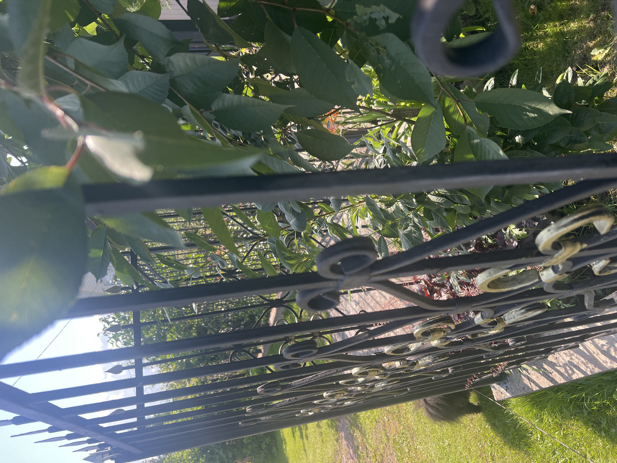 A low-angle, medium shot captures a section of a black wrought-iron fence with decorative gold accents on the right side of the frame. The fence is set against a background of lush green foliage and a bright sky, suggesting an outdoor environment. To the left of the fence, a patch of vibrant green grass is visible, with a blurry, dark-colored, furry animal with a bushy tail in the lower left quadrant, facing away from the camera and towards the fence. The lighting indicates it is daytime, with sunlight casting shadows through the fence and onto the grass. The overall scene appears to be a residential property with a garden and a fence enclosing it. The location is identified as a residential area within the city of Imeni Morozova, Russia.