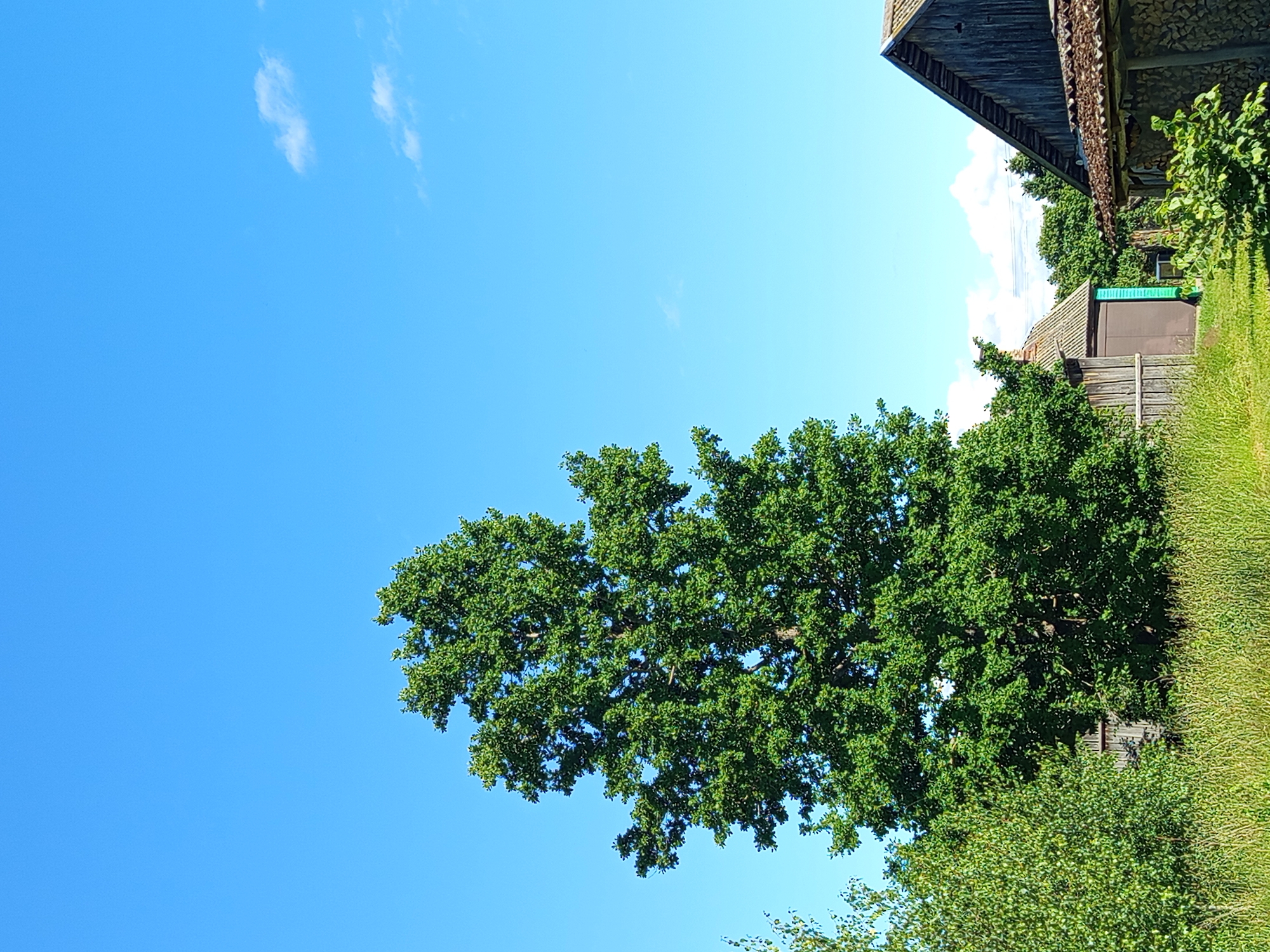 The image depicts an outdoor scene with a bright blue sky, scattered white clouds, and lush green foliage. A large, mature oak tree with dense leaves dominates the mid-ground. To the right, a rustic wooden building with a dark, weathered roof is partially visible, along with a wooden fence and a patch of well-maintained green grass. The sunlight suggests it is a clear day, likely in the late morning or afternoon. The overall impression is one of a peaceful, rural setting in Ostrovtsy, Russia. There is no visible text in the image.