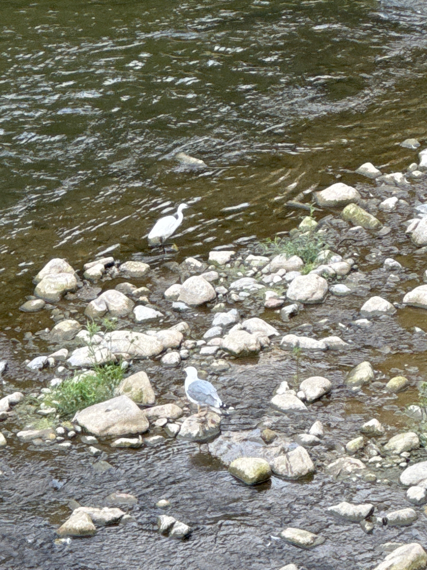 This is a photograph of a shallow river with a rocky bed and the bank visible on the right. Two birds are present. A white egret stands in the water towards the upper left portion of the frame. A seagull with grey and white plumage is perched on a rock in the lower center of the frame. The water is dark and appears to be flowing. Rocks of various sizes are submerged in the water and also line the bank. Some sparse green vegetation is growing amongst the rocks. The lighting suggests it is daytime, possibly overcast given the lack of strong shadows. The scene is likely captured in a natural or semi-natural environment within or near the city of Lasarte-Oria, Spain, possibly along the Urumea River.