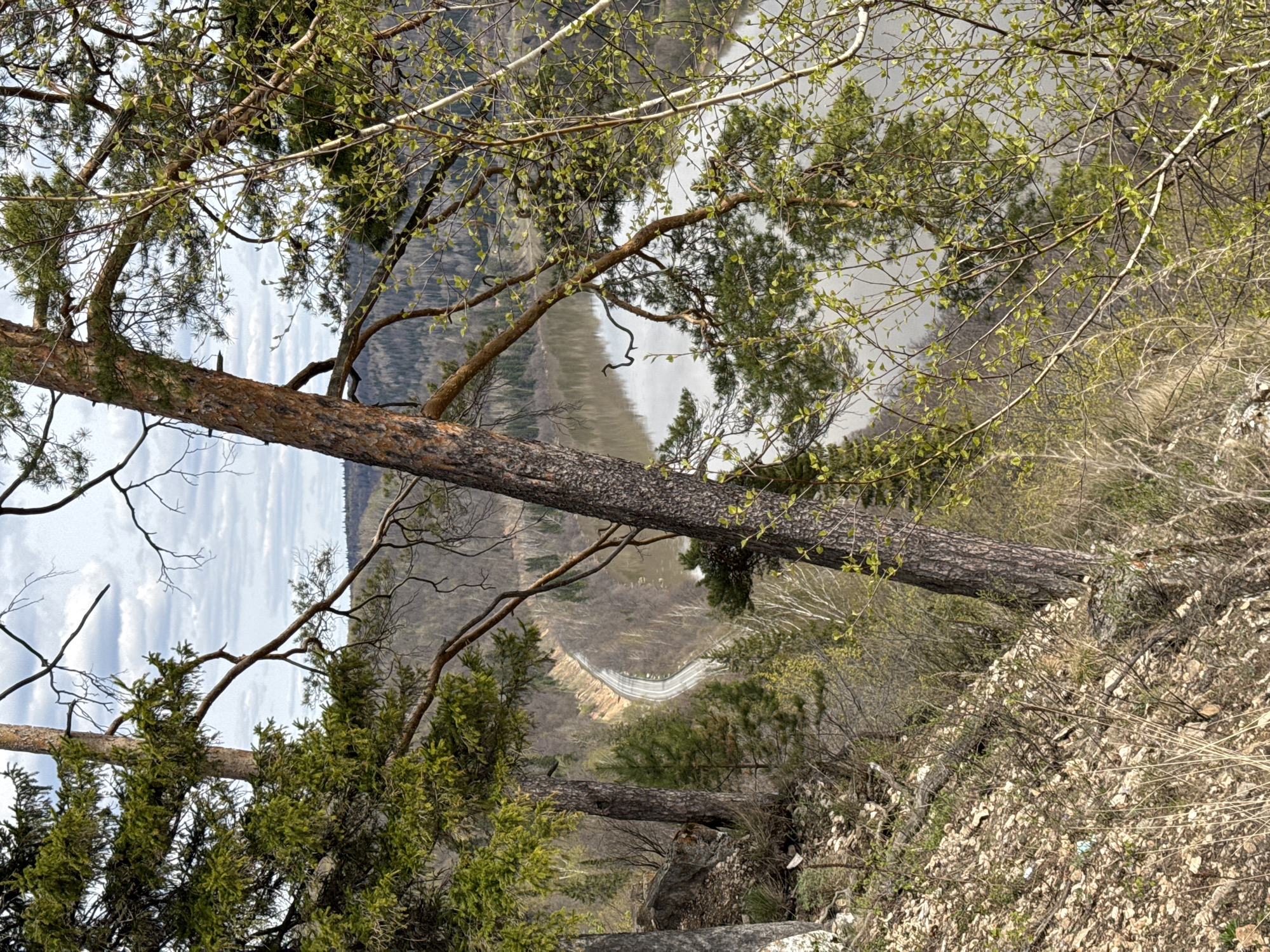 The image presents a panoramic view of a natural landscape, captured from a high vantage point overlooking a valley in Pavlovka, Russia. The perspective is tilted, with a prominent tree trunk stretching diagonally across the frame, acting as a foreground element.
In the immediate foreground, numerous tree branches and trunks frame the scene. Many of these trees display fresh, light-green leaves, indicating early spring, while coniferous pines are also visible. The ground to the lower right is rocky and covered with dried leaves and sparse undergrowth.
Beyond the trees, a wide, greyish body of water, possibly a river or lake, is visible in the mid-ground, reflecting the overcast sky. A distinct, light-colored road winds along the far bank of the water, snaking through the terrain. In the background, forested hills or mountains extend into the distance, completing the expansive natural setting.
The scene appears to be set during daytime, under a partly cloudy or overcast sky. There are no people or specific activities depicted, conveying a sense of tranquility and natural grandeur. No visible text is present in the image.
