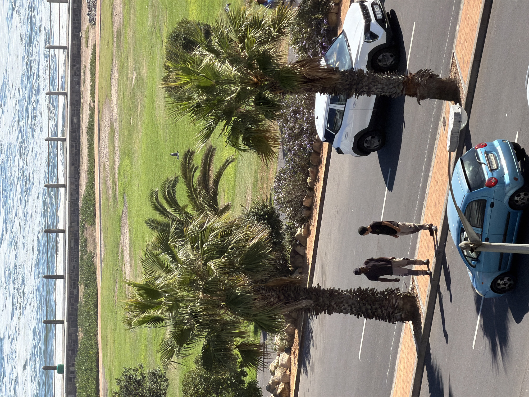An aerial view shows a seaside road along the coast of Cape Town, South Africa. On the left is the ocean, with a stone barrier and grassy area running parallel to the road. Two palm trees stand between the grassy area and the road. The road has two cars parked along it, a white SUV-style vehicle and a smaller blue car. Two people are walking between the blue car and the base of one of the palm trees.