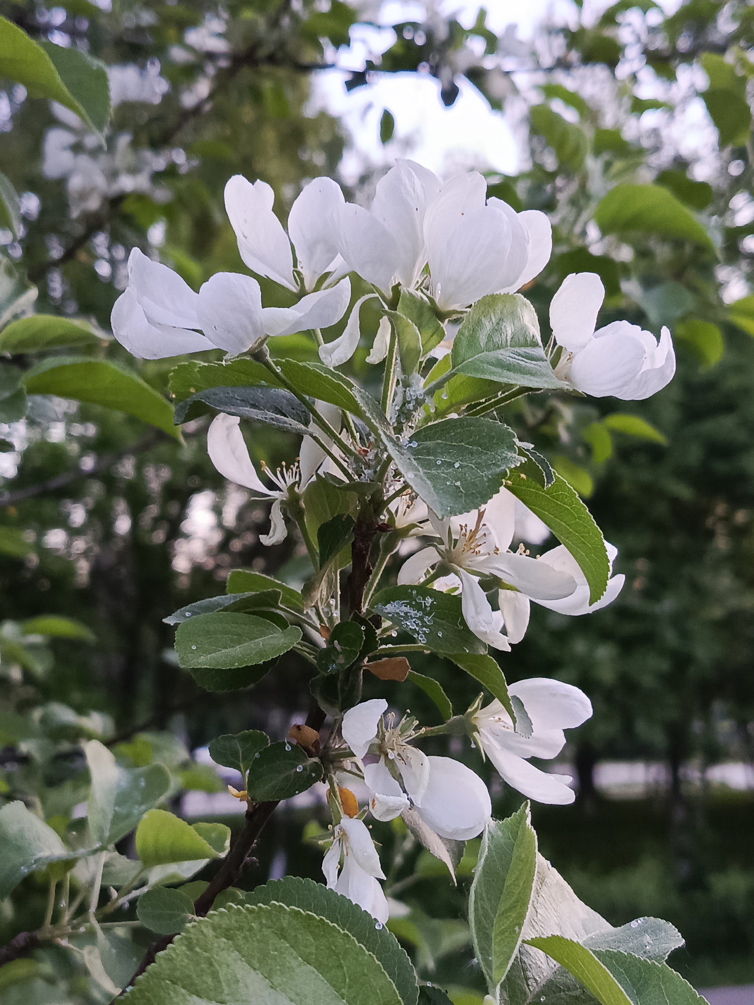 A close-up shot showcases a cluster of white apple blossoms on a branch, surrounded by green leaves. The blossoms are the focal point, with their petals slightly cupped and exhibiting delicate details. The green leaves, also in sharp focus, display textures and some water droplets, suggesting moisture. The background is blurred, hinting at the presence of other trees and foliage, indicating a natural setting. There are no visible people, actions, or interactions within the frame. The overall environment seems serene, capturing a moment in a natural, possibly urban, landscape. While the specific location cannot be definitively determined from the image alone, there is a low probability that the location is in the city of Chaikovsky, Russia.