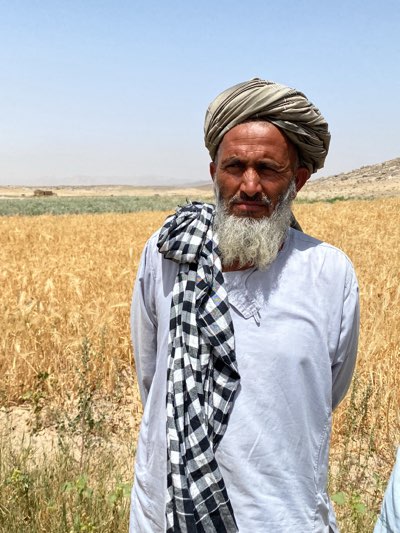 A middle-aged man with a gray beard and a turban stands in a field of tall, golden wheat or grain. He wears a light gray shirt and a black and white checkered scarf draped around his neck. The landscape behind him consists of arid, open fields and distant hills under a clear sky. The photo was taken in Mansurabad, Afghanistan.