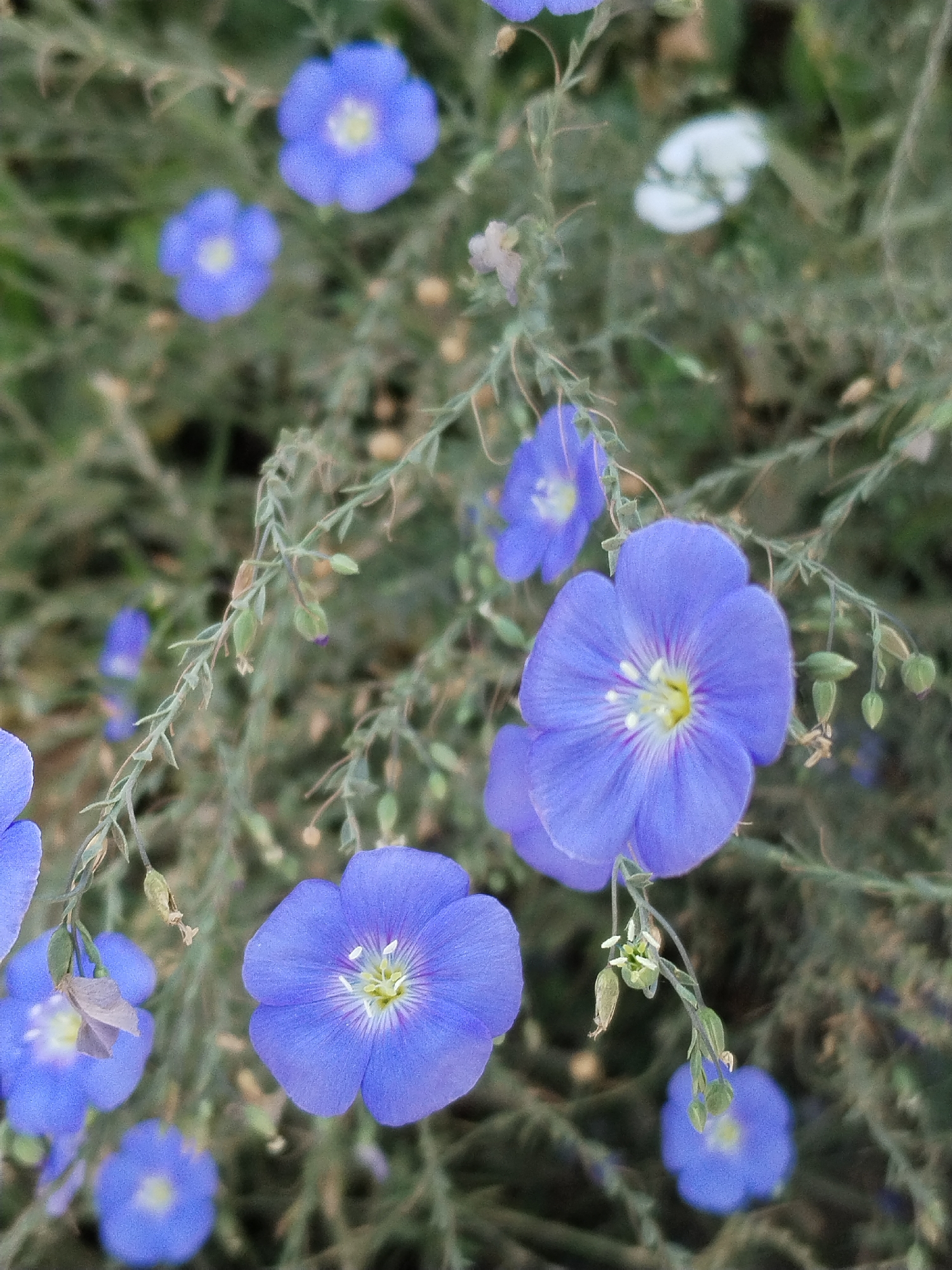 The image displays a close-up view of several delicate blue flowers, identified as flax flowers, growing in a natural setting. The flowers are various shades of blue, with some featuring a lighter center and subtle purple veining on their petals. The petals appear thin and slightly translucent. The flowers are on thin, wiry stems with small green leaves and seed pods. The background is a soft, blurred mix of greens and browns, indicating foliage and a natural environment. The scene appears to be outdoors, likely in a field or garden. Without further context, it is impossible to determine the exact location within Moara Domnească, Romania. There are no people or man-made objects visible in the image.