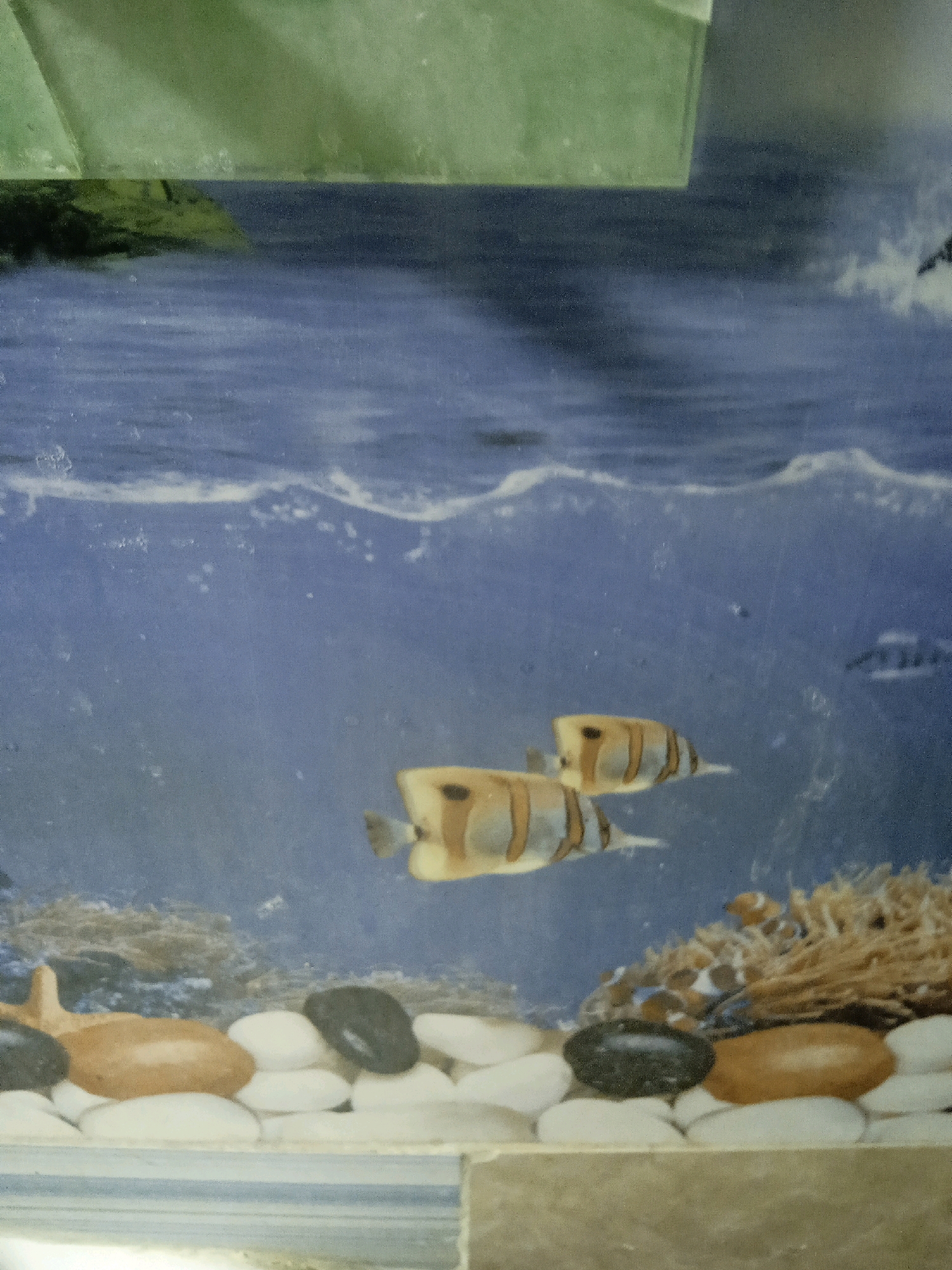 A colorful mural depicts an underwater scene with two butterflyfish swimming in blue water. The fish are light yellow with dark stripes. The seabed is adorned with smooth, light-colored pebbles and a few darker stones. In the background, a cluster of coral-like structures provides a contrast to the smooth stones. The upper portion of the mural shows a gradient of green, possibly representing the surface of the water or elements above it. The mural appears to be on a tiled surface. The location is in Kogon City, Uzbekistan.