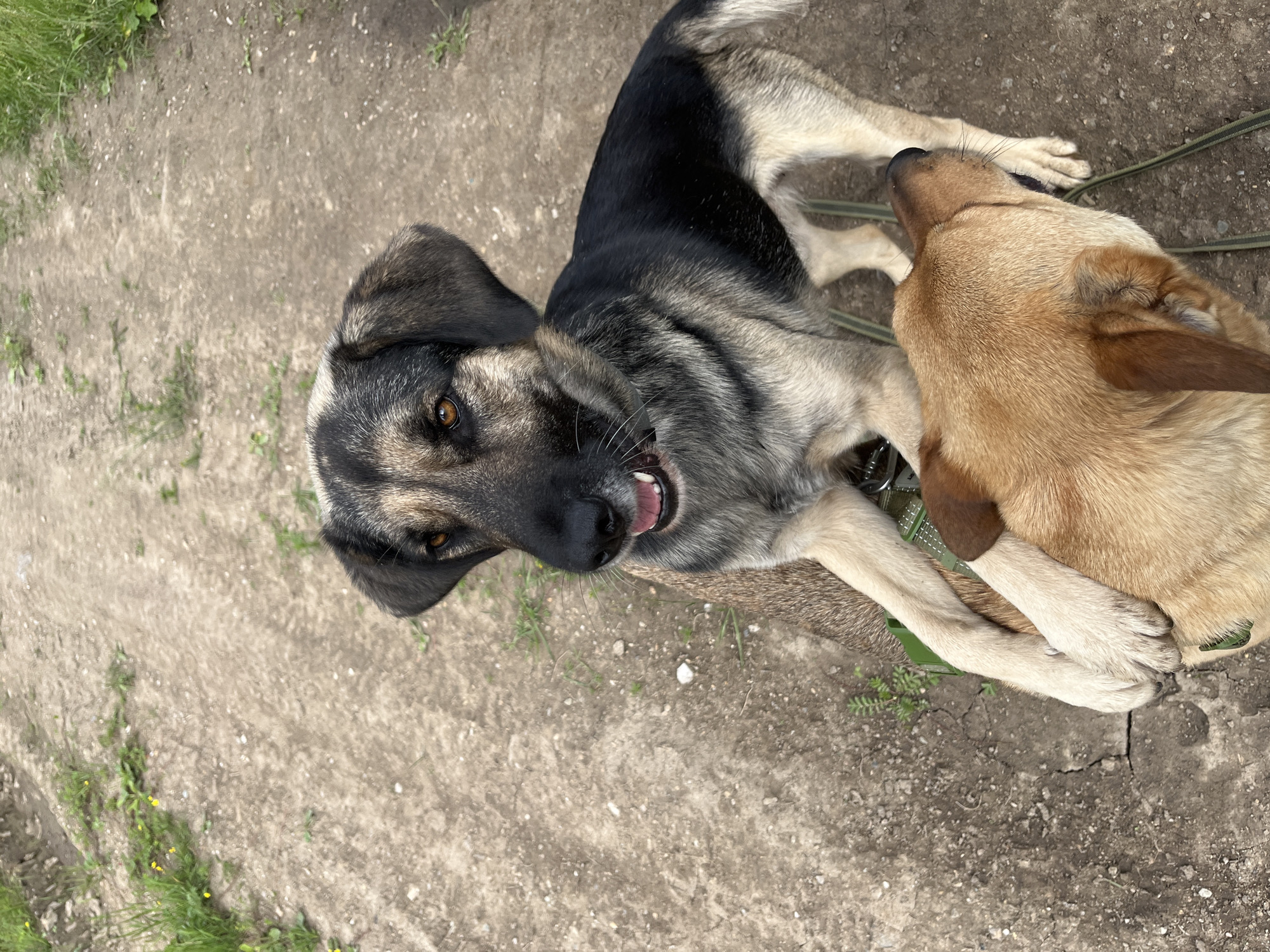Two dogs, one larger with grey and black fur and the other smaller and tan, are on a dirt path. The larger dog is in the foreground, looking towards the camera with its mouth open, panting. Its front paws are resting on the back of the smaller dog, which is facing away from the camera. The path is lined with sparse green grass and small yellow wildflowers. The scene appears to be outdoors, possibly in a rural or suburban area. The location of Nizhny Tagil, Russia, is not explicitly depicted in the image.
