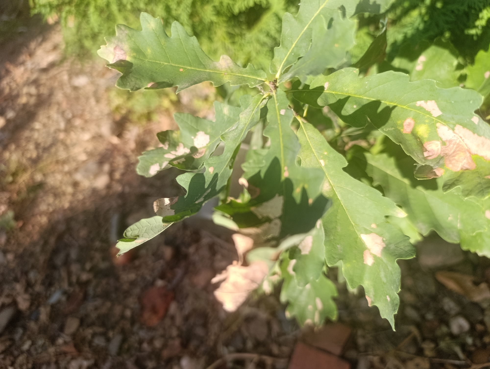 The image shows a close-up view of green oak leaves with some light brown or tan spots, indicating potential damage or discoloration. The leaves are attached to a branch with a central stem visible. The background is out of focus, with areas of green foliage and a brown, earthy ground cover that appears to be soil with small stones and possibly some organic debris. Sunlight is casting shadows on the leaves, suggesting it is daytime. The overall impression is of a plant in an outdoor environment. There is no indication of the city of Zaliznyi, Russia, within the image itself.