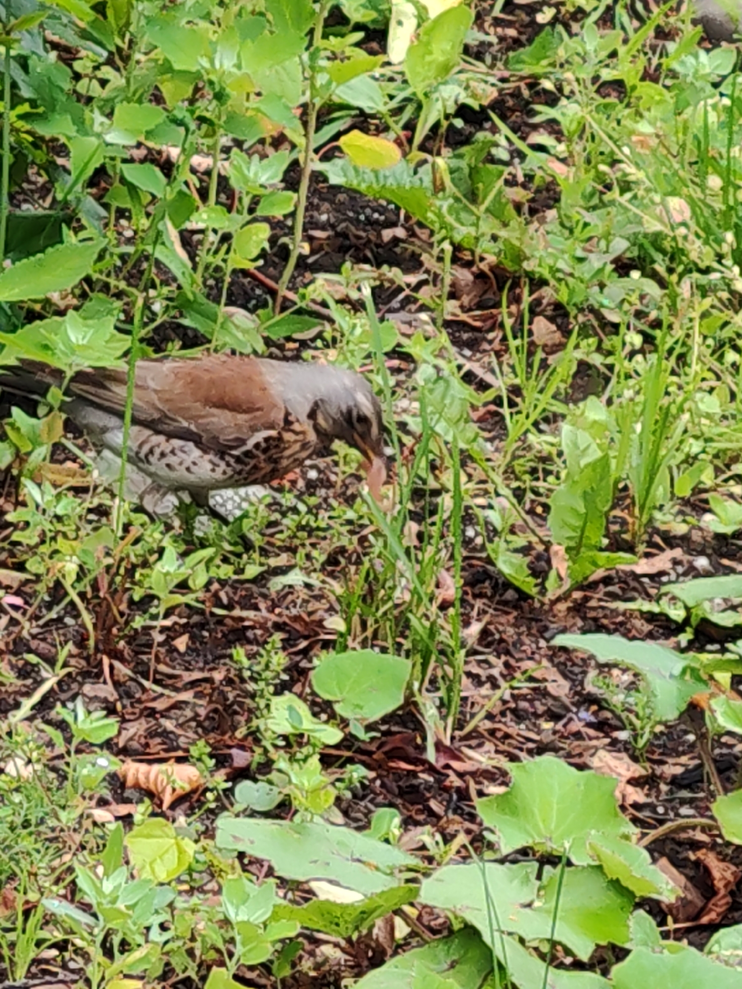 A brown and white bird is foraging on the ground amidst lush green foliage. The bird, which appears to be a thrush, has its head lowered as it searches for food among the leaves and soil. The environment is natural, with dense vegetation and visible patches of dark earth. The lighting suggests an outdoor scene, possibly in a garden or park.