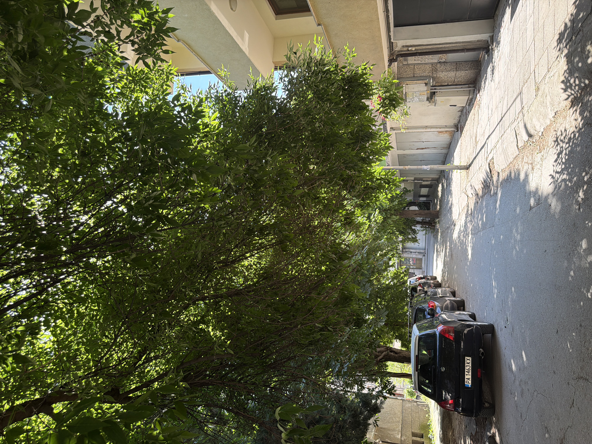 The image depicts a narrow street in Pazardzhik, Bulgaria, lined with parked cars on the left and buildings with garages on the right. Lush green trees with dense foliage overhang the street, casting dappled shadows on the asphalt and sidewalk. The sunlight filters through the leaves, creating a vibrant play of light and shadow.
In the foreground, the rear of a black Suzuki Swift with license plate "PA 1463 KX" is prominently visible. Behind it, several other cars are parked in a line, mostly obscured by the trees and shadows. The buildings on the right appear to be residential or commercial, with a row of garages. A light-colored utility box or transformer is mounted on the wall of one of the buildings. The sidewalk is paved with concrete tiles.
The scene suggests a quiet urban environment during the daytime, possibly in the late spring or summer due to the full foliage of the trees. The atmosphere is tranquil and shaded, offering a respite from the direct sun. There are no people or animals visible in the frame. The overall impression is one of an ordinary, well-maintained street scene in a Bulgarian town.