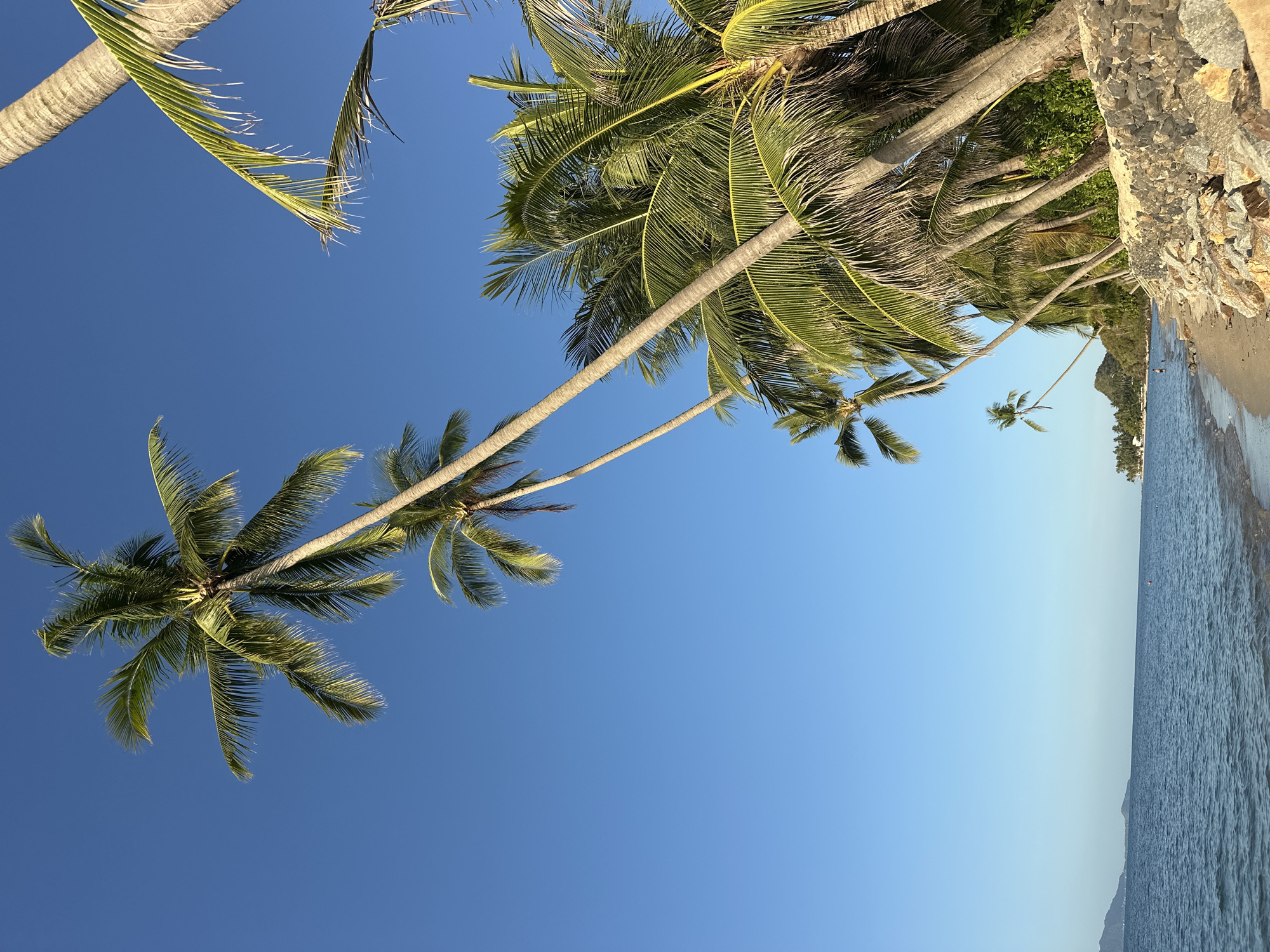 A serene tropical beach scene unfolds under a clear blue sky. A line of leaning palm trees dominates the foreground, their fronds catching the sunlight. The sand beach is bordered by a rough-hewn stone wall, with lush green vegetation visible beyond it. To the left, the calm ocean stretches towards distant islands. The overall impression is one of tranquility and natural beauty.