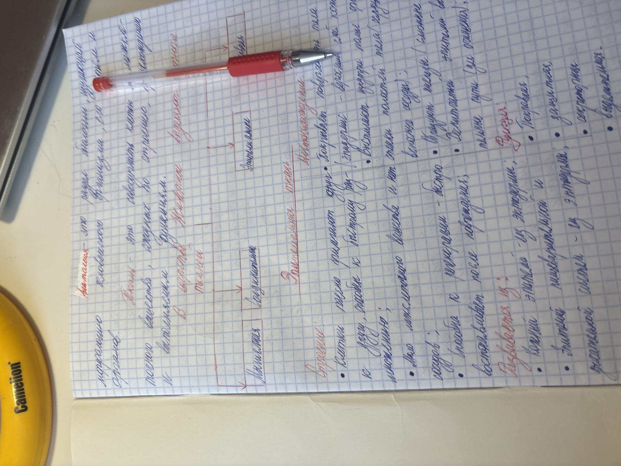 The image is a close-up, eye-level shot of a notebook page with handwritten notes and diagrams, predominantly in blue ink with some red ink for emphasis. The notes appear to be in Russian, discussing biological concepts. A red and silver pen is positioned diagonally across the right side of the page, resting on the notebook. The notebook is open to a page with a grid pattern. To the upper left of the notebook, a yellow object with the "Camelion" logo is partially visible. The lighting suggests an indoor environment, possibly a desk. There is no visible information or context within the image that would allow for a description of the location in Georgiyevsk, Russia, or any details related to people, actions, or interactions.