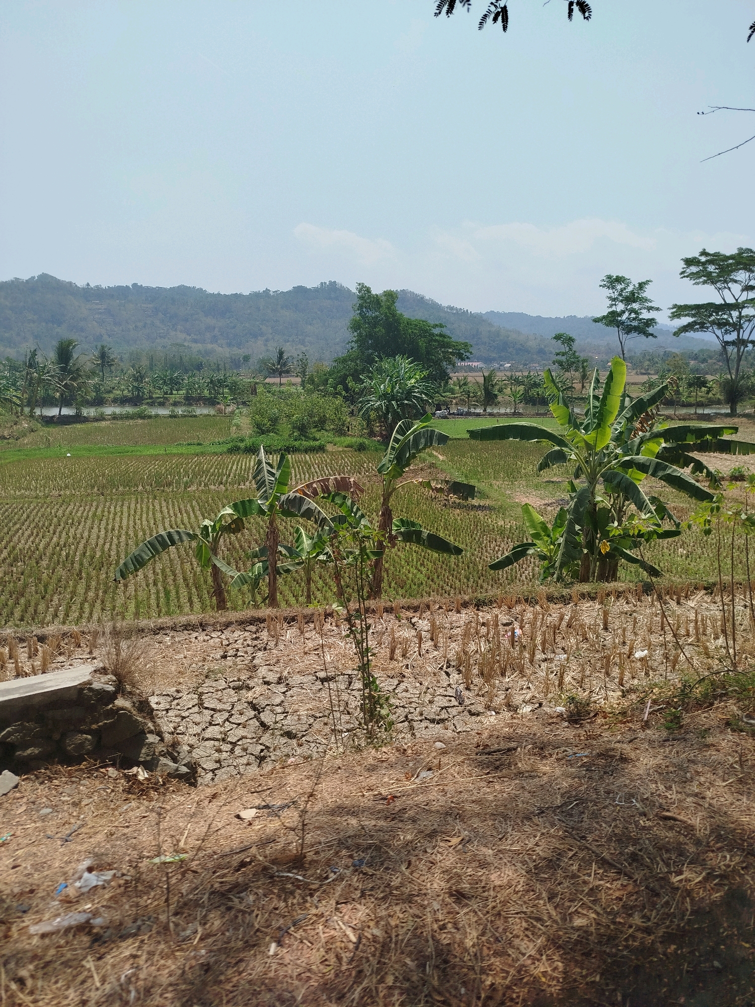 The image depicts a rural landscape in Kedungwaru, Indonesia, under a clear sky. The foreground features dry, cracked earth with sparse, dry grass and scattered debris, suggesting arid conditions. A low stone structure is partially visible on the left. Beyond this, a large field of harvested rice stalks, arranged in neat rows, stretches across the midground. Several banana trees with broad leaves are interspersed within and around the rice field, some showing signs of wilting. In the background, a body of water, possibly a pond or slow-moving river, is visible, surrounded by more greenery and scattered trees. Further in the distance, rolling hills covered with vegetation and trees rise up, forming the horizon. The overall impression is a dry, rural environment with agricultural land and natural elements. No people are visible in the image.