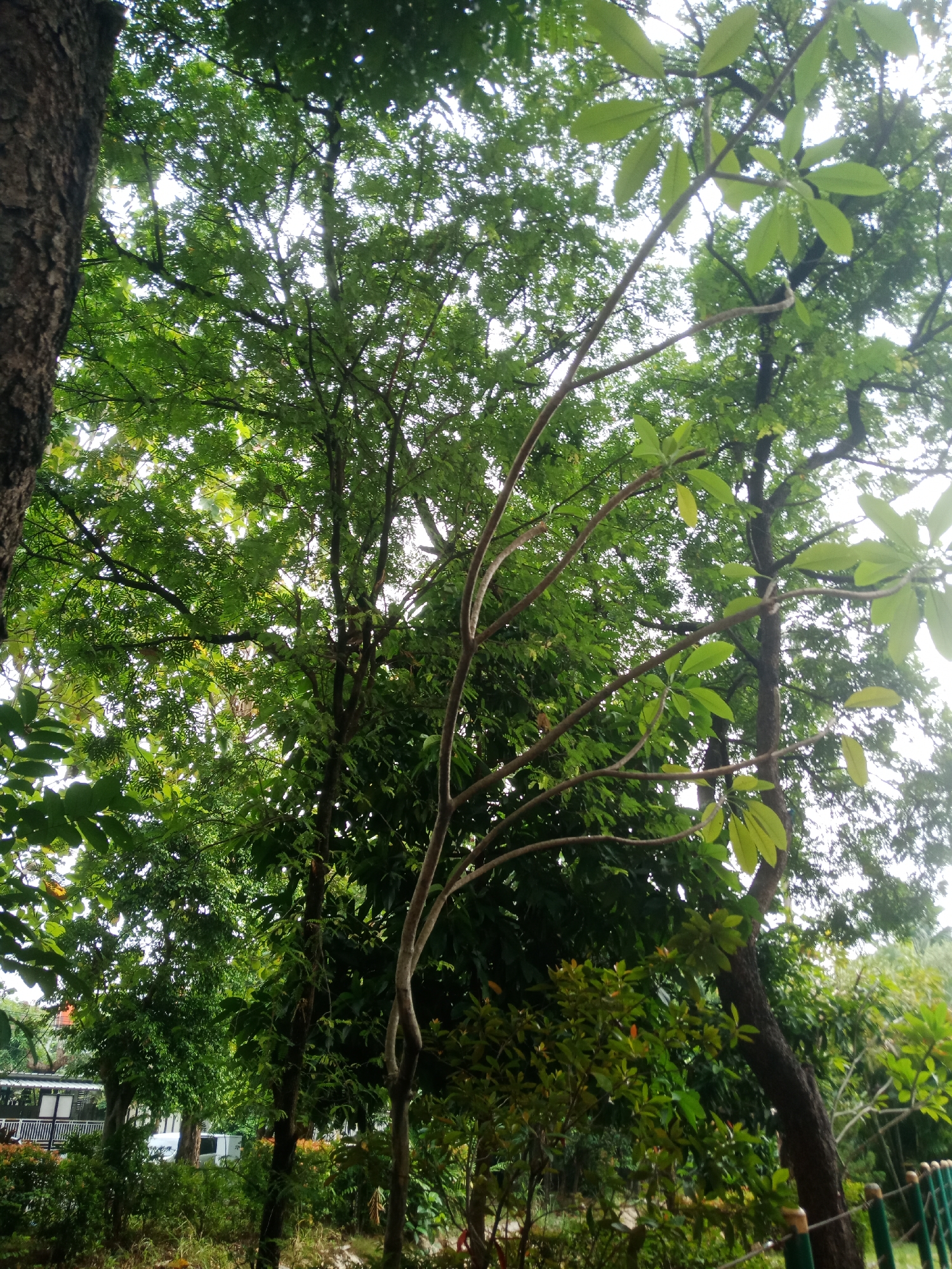 A low-angle shot captures a dense canopy of green trees against a bright sky. In the foreground, a rough-barked tree trunk rises vertically on the left. A delicate, leafless branch extends diagonally across the frame from the center to the right, its thin structure contrasting with the fuller foliage behind it. The middle ground is filled with lush green leaves and branches of various trees. In the background, a building with a white facade and large windows, possibly a community hall or administrative building, is visible between the trees, along with a white vehicle. A dark green metal fence with lighter brown caps runs along the right edge of the frame. The overall impression is of a verdant, outdoor setting, likely a park or garden within a more developed area of South Tangerang, Indonesia.