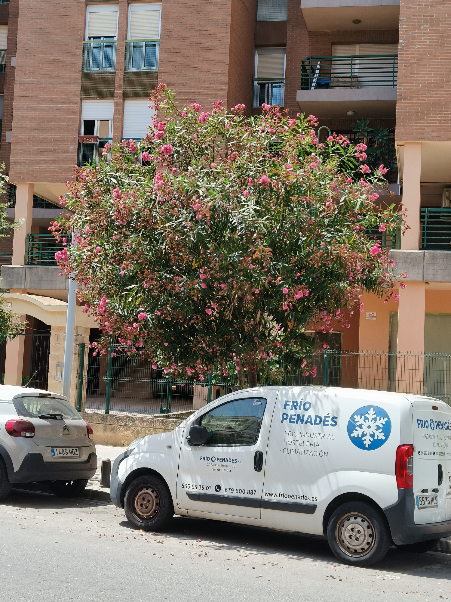 This is a street-level photograph taken in Gandia, Spain, depicting a residential building and two parked vehicles. The building, constructed of brick, has multiple floors with windows, some fitted with blinds. In front of the building, a lush tree with pink flowers is in full bloom. Parked on the street are a light-colored compact car and a white commercial van. The van is emblazoned with the text "FRÍO PENADÉS" and has a snowflake logo, indicating it is from a company specializing in refrigeration, industrial and hospitality services, and climate control. The license plate of the compact car reads "1489 MDZ," and the van's license plate is "5578 HLG." The scene appears to be a bright, sunny day, with scattered petals from the tree on the pavement.