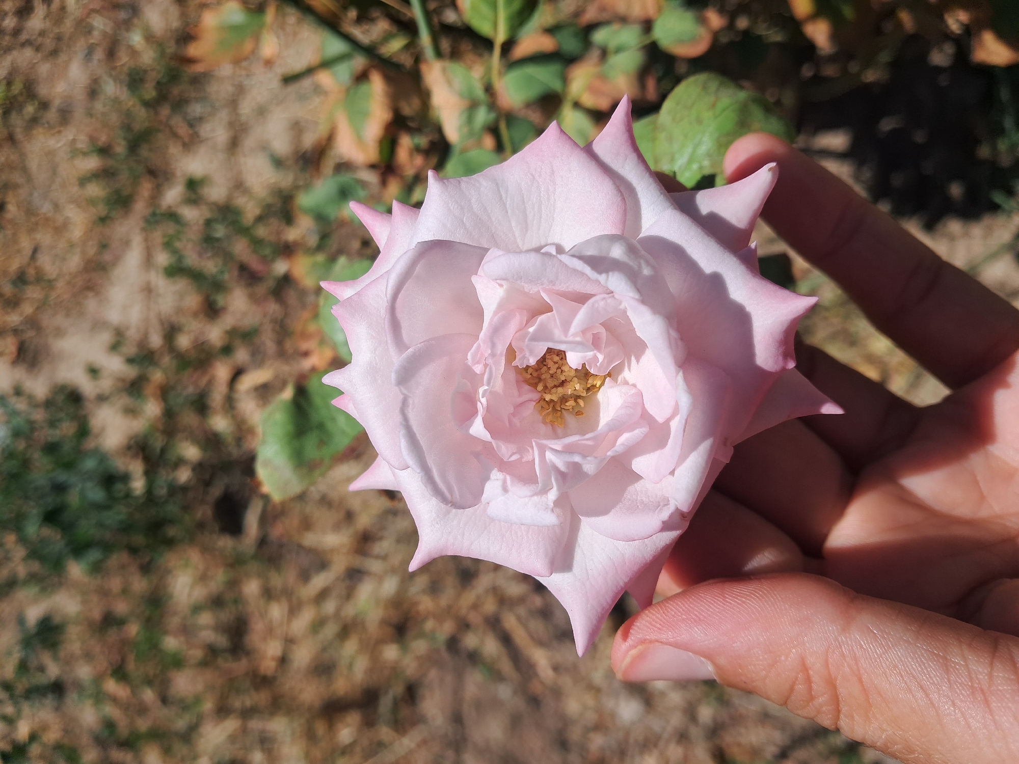In this close-up shot, a person's hand gently holds a light pink rose with pointed petals. The rose has a delicate, ruffled appearance, with a cluster of golden stamens visible at its center. The background consists of dry, brown earth and sparse green foliage, suggesting an outdoor environment. The lighting indicates it is daytime, with the sun casting shadows.