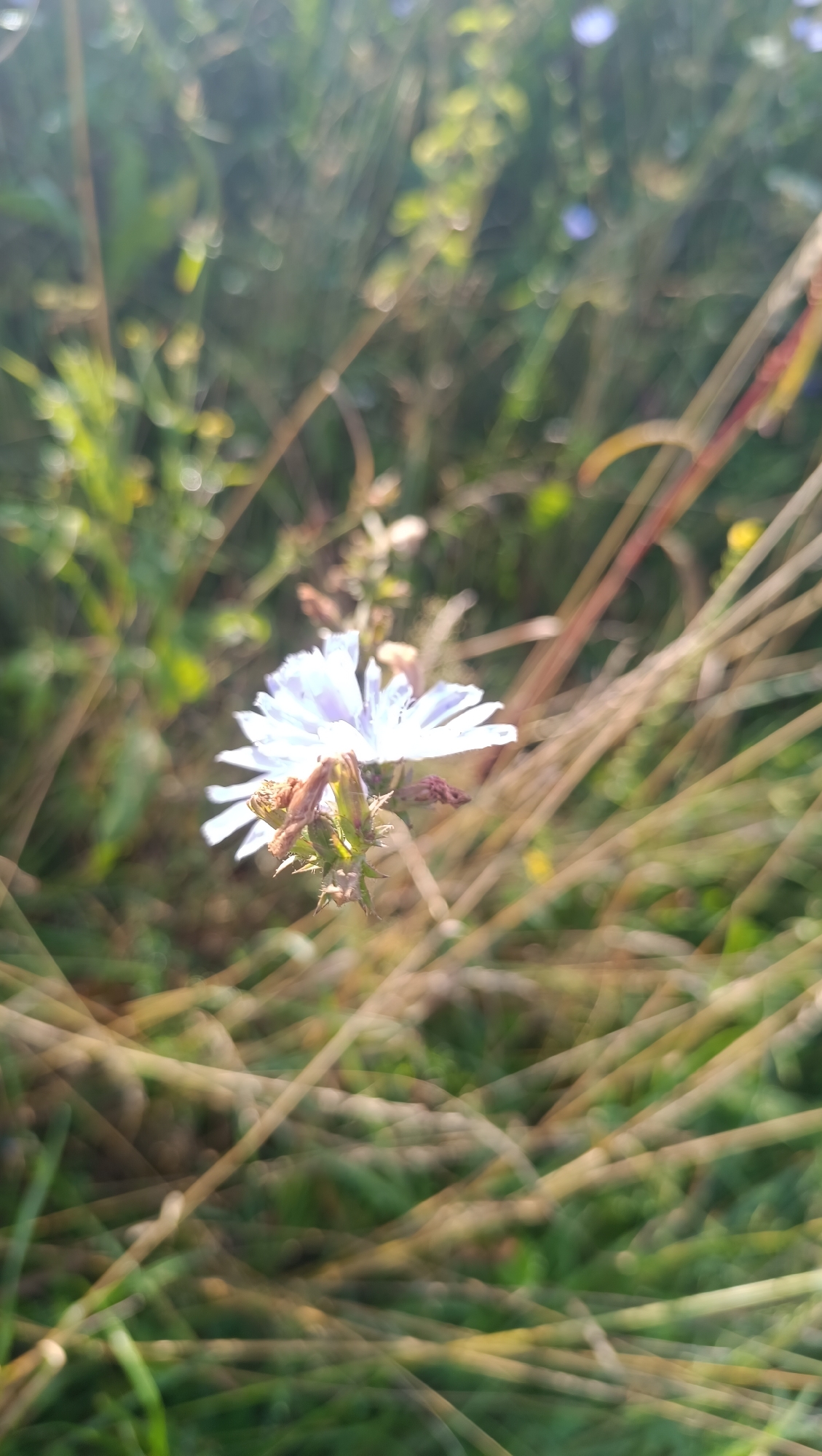 A close-up, shallow depth of field photograph shows a single light blue wildflower with delicate petals in the foreground. The flower is positioned slightly to the left of center and is surrounded by blurred, out-of-focus dry grass stalks and green foliage. The background is a soft blur of greens and browns, with hints of sunlight creating bokeh effects. No people or specific location details within Karsha, Russia are discernible from the image.