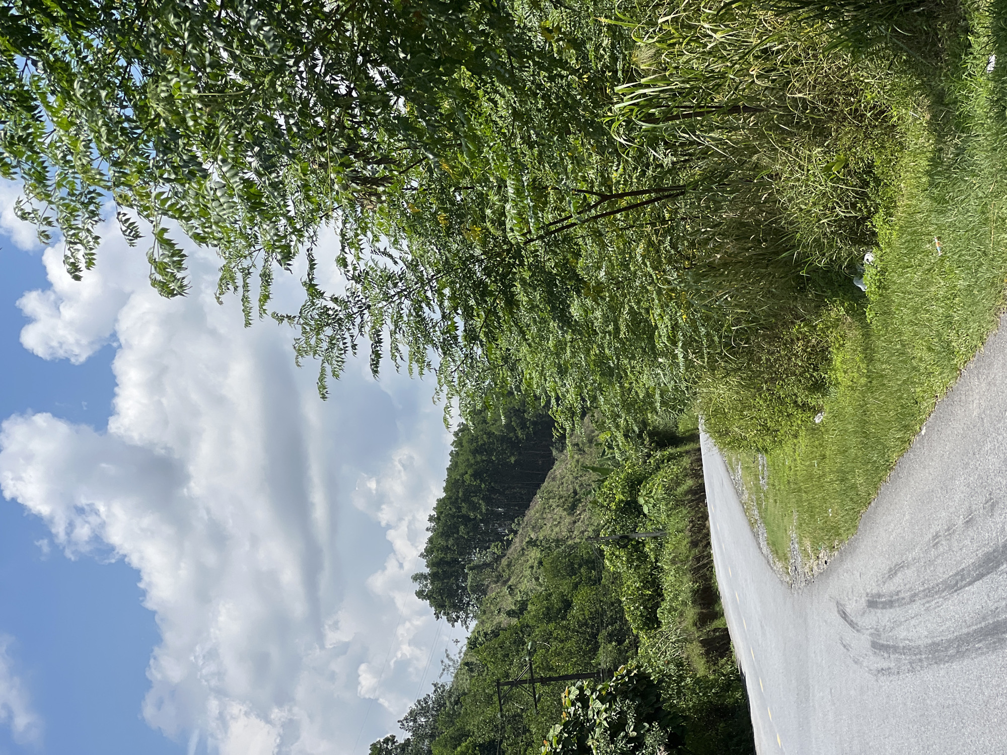 The image shows a winding asphalt road in a rural, mountainous area with lush green vegetation. The road curves to the left, with tire marks visible on the asphalt. To the right of the road, tall green grass and trees line the edge, with some discarded white plastic bags and other debris visible amongst the foliage. Further in the background, a steep, tree-covered hillside rises, with a clear blue sky dotted with fluffy white clouds overhead. Electrical wires are visible on utility poles amidst the trees on the left side of the road. The overall scene suggests a remote, possibly developing region.