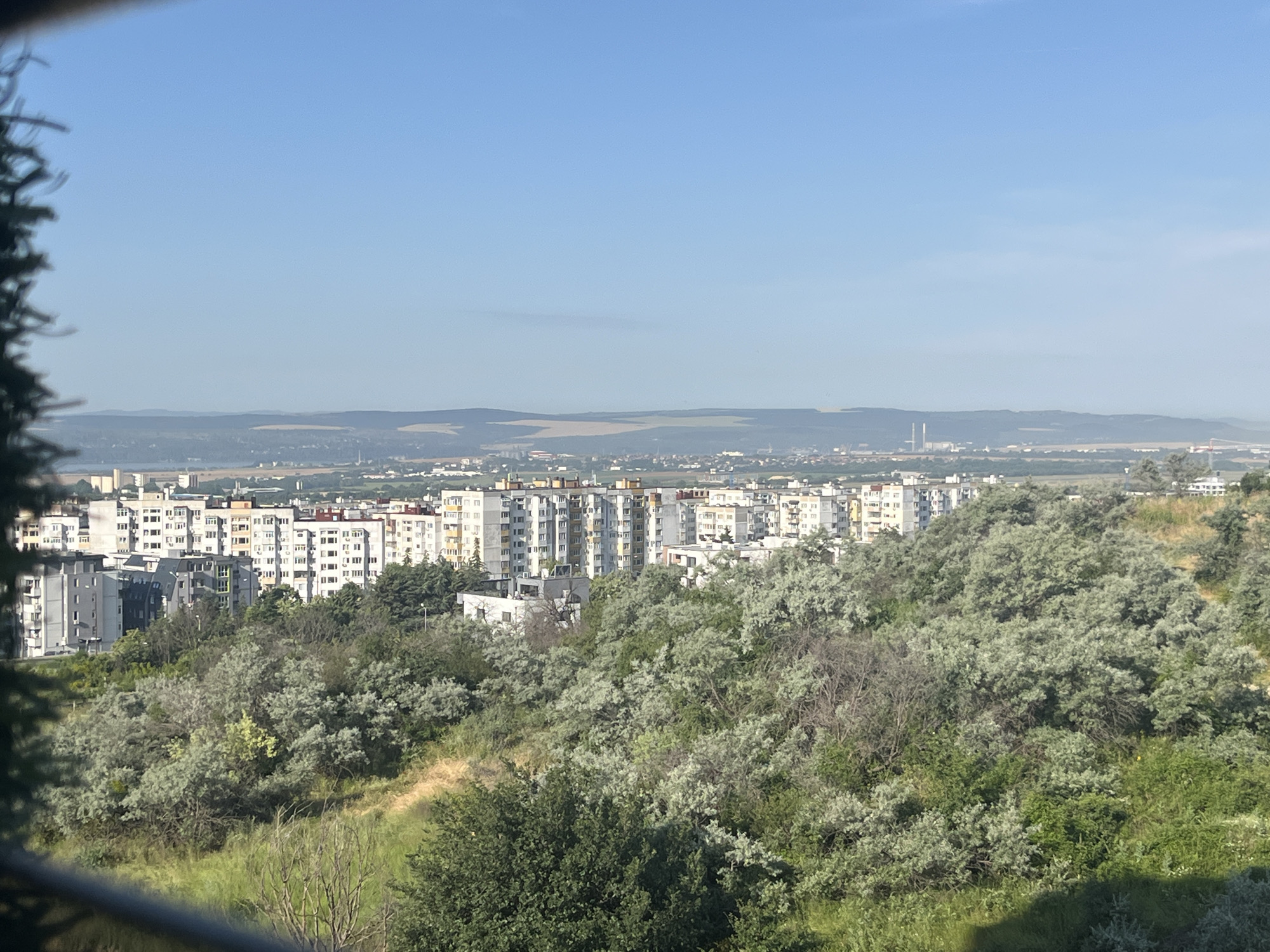 This is an outdoor, high-angle, medium shot of a city skyline and dense, green vegetation. In the foreground, on the left, a dark, blurred tree branch partially obscures the view. Below the branch, a grassy hillside slopes down, dotted with sparse, dry bushes. The middle ground is dominated by a thick expanse of green foliage, with light-colored, feathery bushes interspersed with darker green, leafy trees. A path winds through the vegetation. In the background, a dense cluster of multi-story apartment buildings with white and grey facades, featuring many windows, stretches across the horizon. Beyond the buildings, a hazy landscape with low hills and distant structures is visible under a clear, pale blue sky. The city appears to be Varna, Bulgaria, specifically the area near the residential districts of Tsveten kvartal and Pobeda.