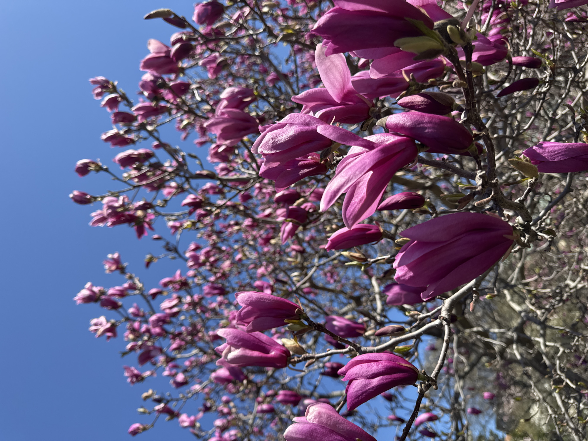 The image shows a profusion of pink magnolia blossoms on a tree with bare branches against a clear blue sky. The perspective is from below, looking up into the tree. The flowers are in various stages of bloom, some tightly closed buds and others with petals unfurled. The branches are thin and grey-brown, crisscrossing against the sky. The scene is likely a spring setting in the city of New York, United States of America, given the presence of magnolia trees commonly planted in urban environments. No people or other specific objects are visible, but the focus is on the natural beauty of the blossoms.