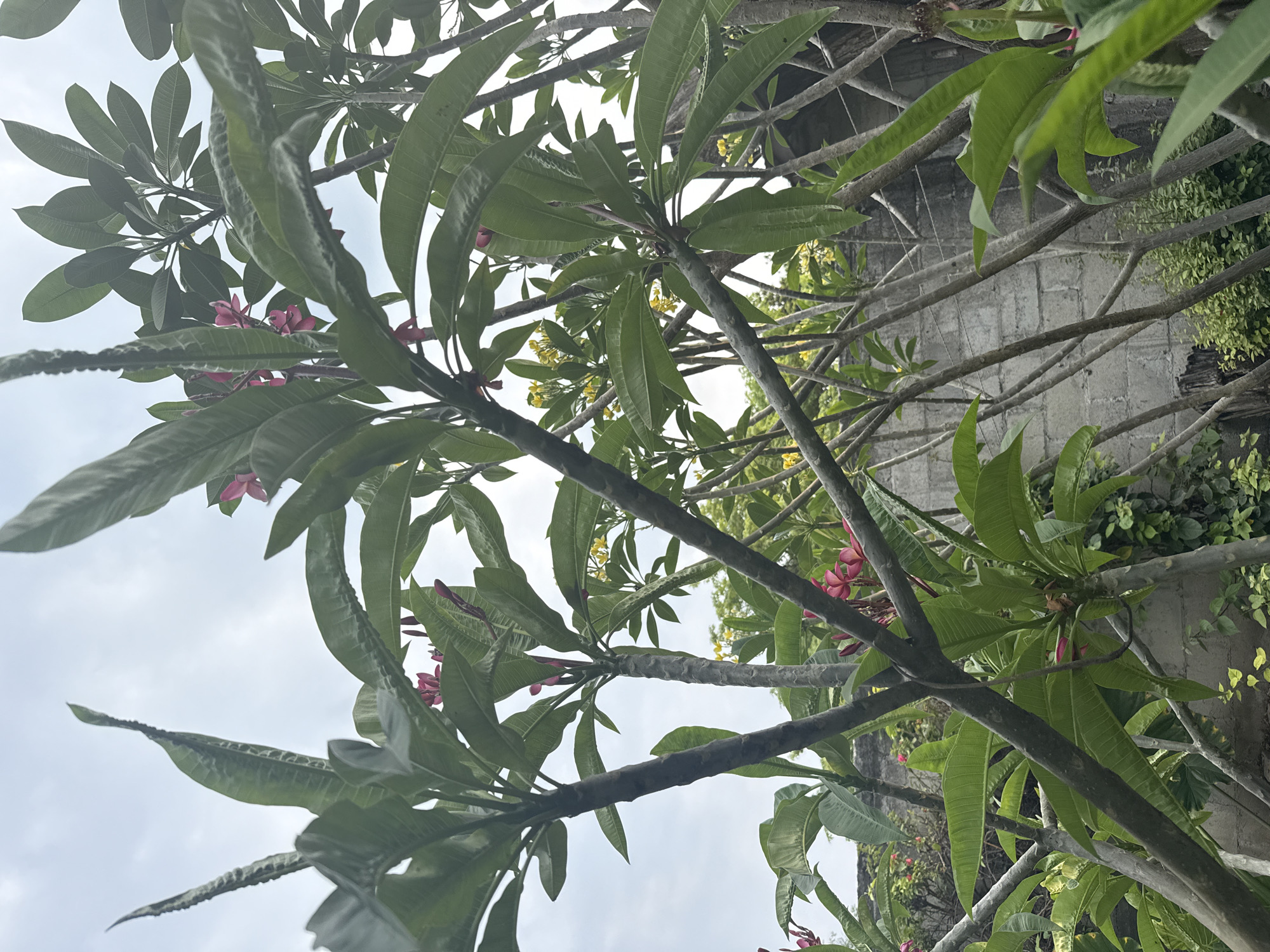 The image shows a close-up view looking upwards into the branches of a plumeria tree. Some branches have green leaves, some have pink flowers, and some have yellow flowers. The background reveals a gray concrete block wall and a section of a metal roof structure. The location is in Xochitepec, Mexico.