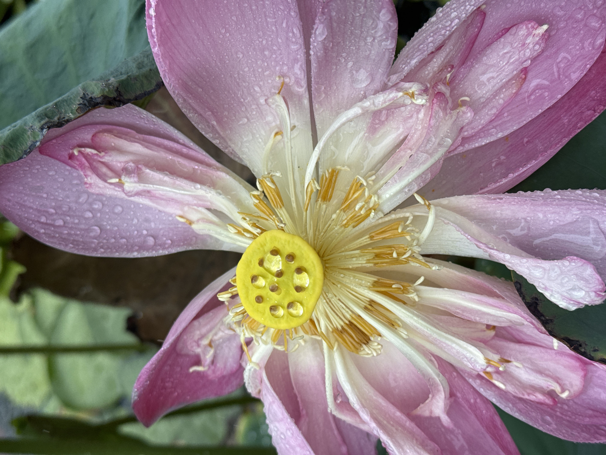 Close-up of a pink lotus flower with a yellow seed pod. The petals are wet with water droplets. Located in or near Bac Nha Trang Ward, Vietnam.
