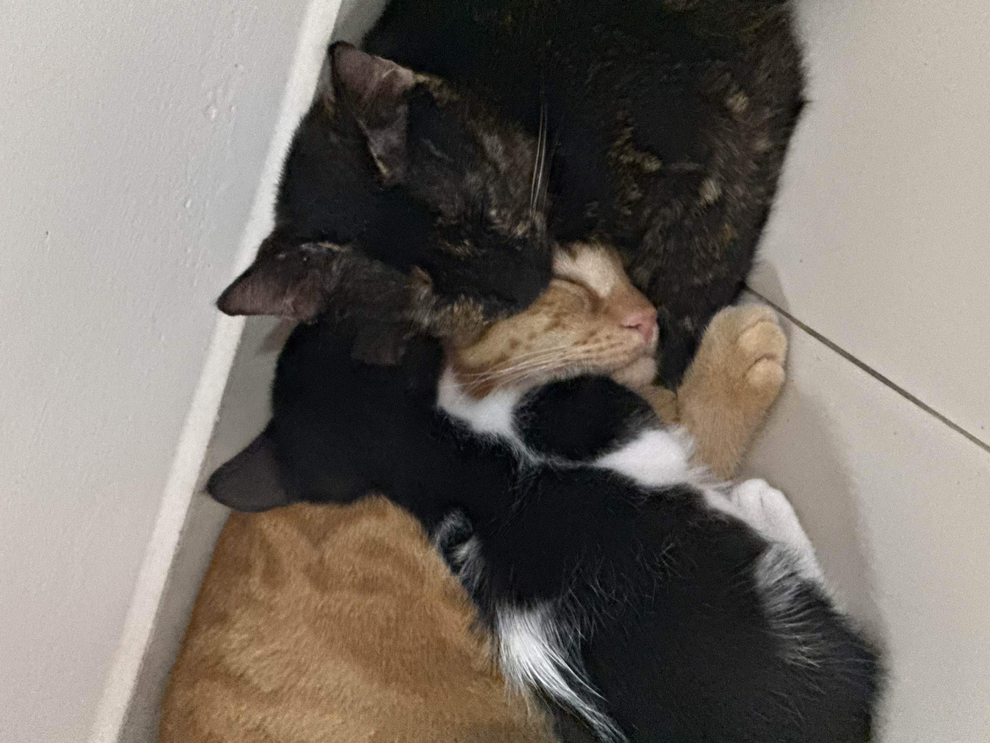 Four cats are huddled together on a tiled floor in what appears to be an indoor space. The cat on top is a tortoiseshell. Beneath the tortoiseshell is an orange tabby cat. Two black and white cats are beneath the orange tabby. The location is Denpasar, Indonesia.