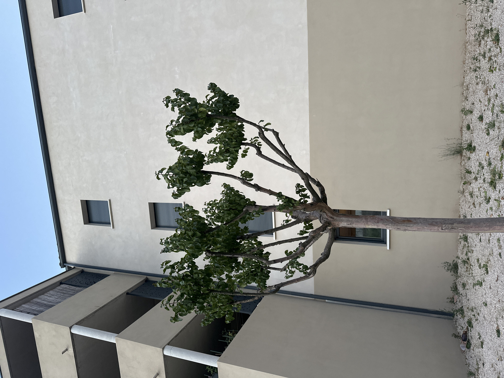 In the city of Anduze, France, a young, sparsely-leaved tree with a single trunk stands in a gravel-covered yard. The tree's branches are bare and twisted, extending outwards like dark fingers against a building. The building is modern, with a light beige facade and a dark grey roofline. Several rectangular windows, some with dark shutters, are visible on the building's surface. To the left, another structure, part of the same complex, is visible. This structure is multi-leveled with balconies and vertical supports. The sky above is a pale blue, indicating it is daytime. The ground is covered with small white pebbles and sparse green weeds.