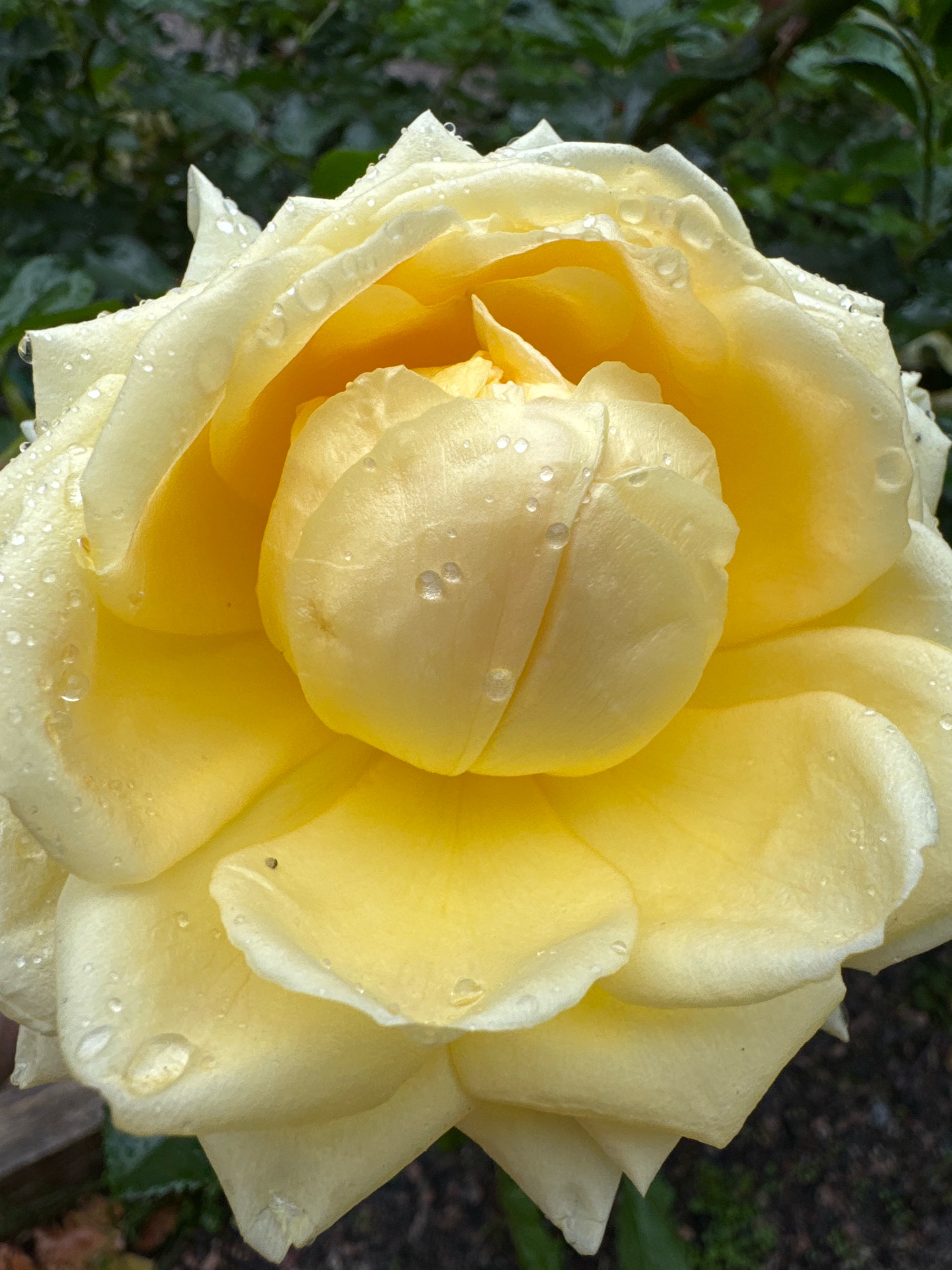 The image is a close-up, vertical shot of a pale yellow rose with dew drops on its petals. The rose is in full bloom, with its petals unfurling in layers. The background is a blur of dark green foliage. The scene appears to be outdoors, likely in a garden. There is no indication of the city of Steklyannyi, Russia, or any specific location beyond what can be inferred from the flora. No people, actions, or interactions are depicted.