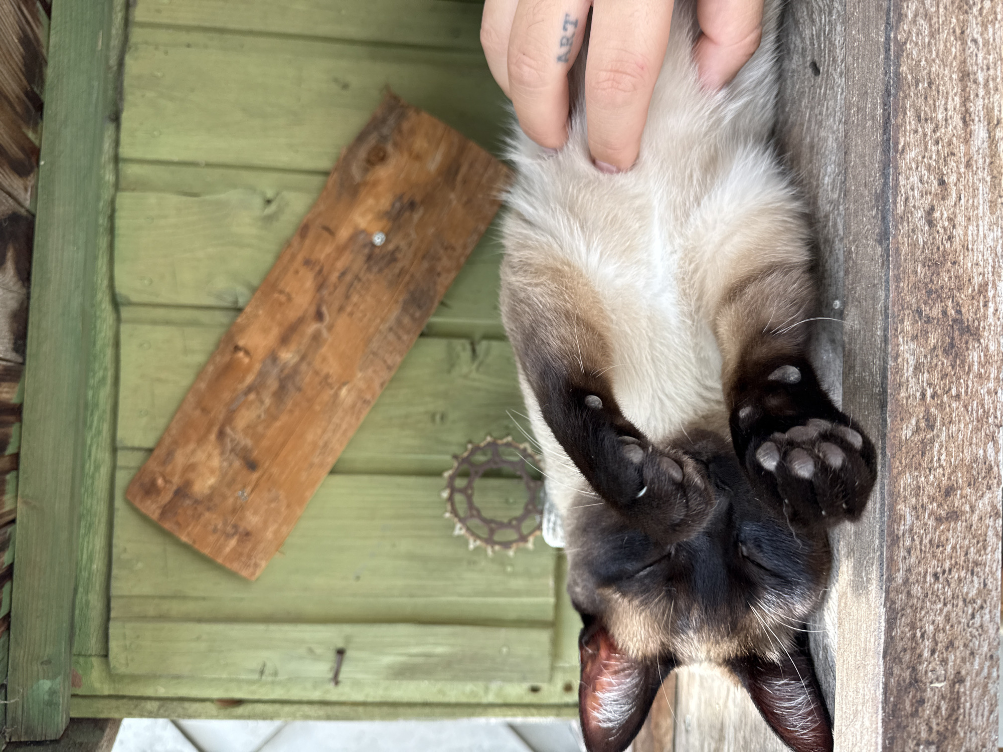 A person is petting a Siamese cat lying on its back on a wooden surface. The location is possibly a shed or outdoor structure with green and brown wooden planks. In the background, there's a small, rusty metal object resembling a gear and a small plank of wood nailed to the green wooden planks. A finger with the tattoo "ART" is visible. The image is taken from directly above. There is no verifiable information about the city of Esch-sur-Alzette in Luxembourg.