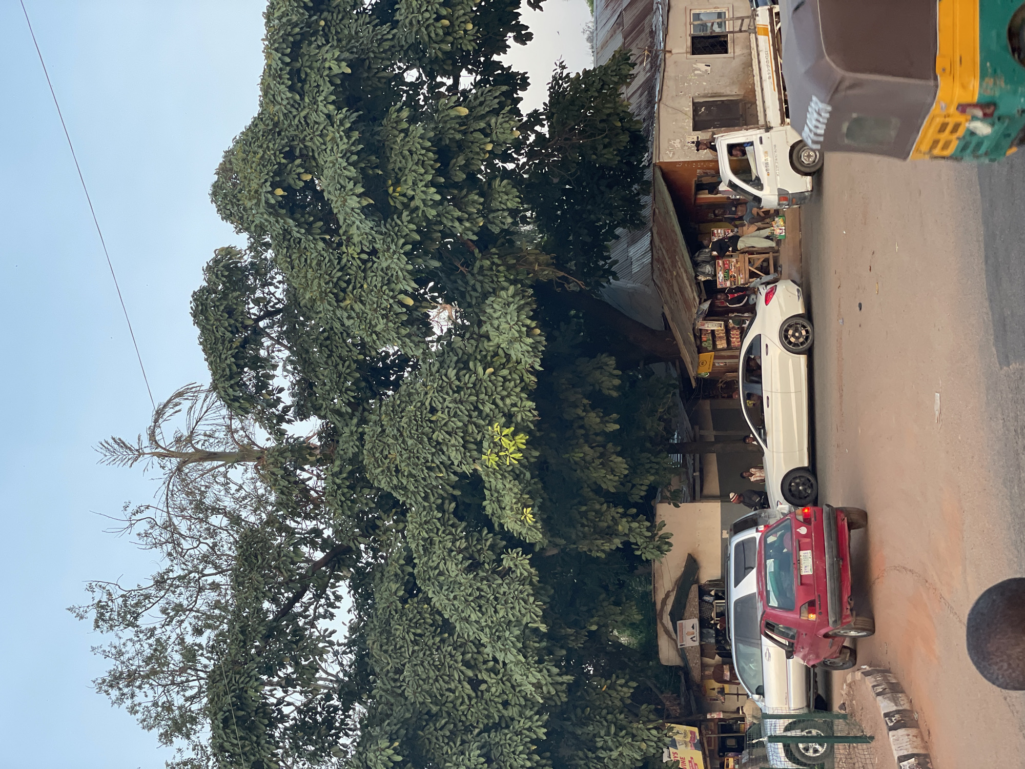 A street scene at dusk in an unknown city features a large tree with dense green foliage dominating the upper half of the frame. Below the tree, a street is visible with several vehicles, including a red hatchback, a white sedan, a silver SUV, and a small white pickup truck. Several people are gathered around shops and stalls lining the street. The sky is a pale blue, indicating either early morning or late evening. A three-wheeled vehicle is partially visible in the foreground. The overall atmosphere appears to be a bustling marketplace or commercial area.