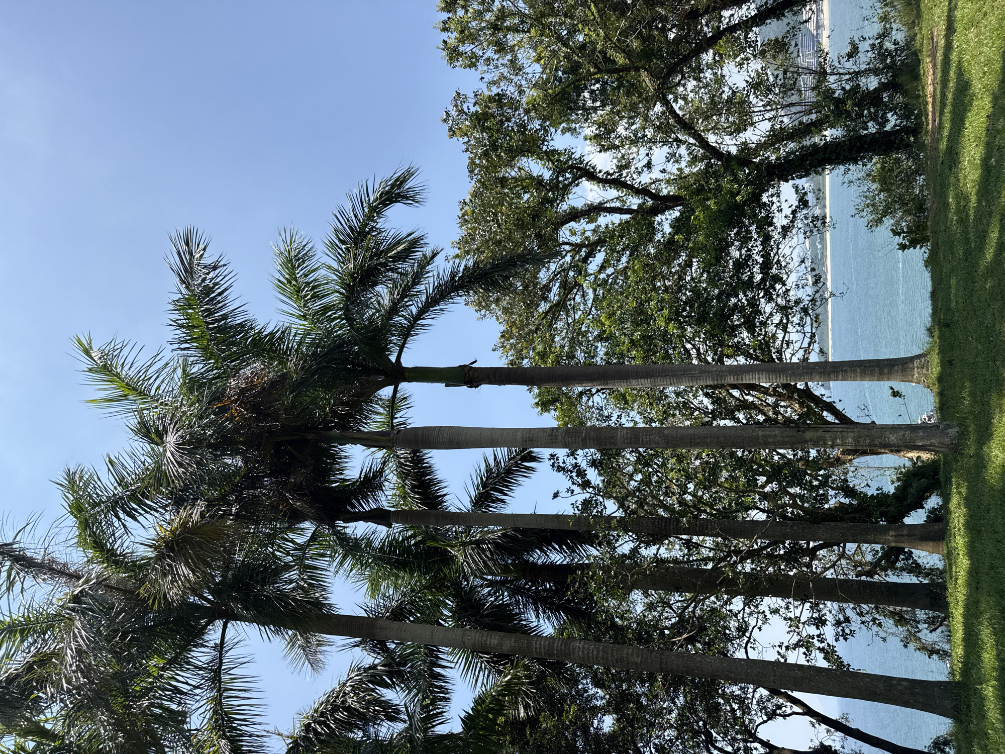 In this full shot, a bright, sunny day illuminates a coastal landscape dominated by several tall palm trees in the foreground. The palm trees, with their slender trunks and feathery fronds, are clustered together, casting dappled shadows on the lush green grass below. Beyond the trees, a calm, blue ocean stretches towards a distant horizon. A sandy beach is visible along the coastline, with a few buildings and structures situated on the land beyond the beach. The sky is a clear, vibrant blue, with no clouds in sight. The overall scene evokes a sense of tropical tranquility and natural beauty.