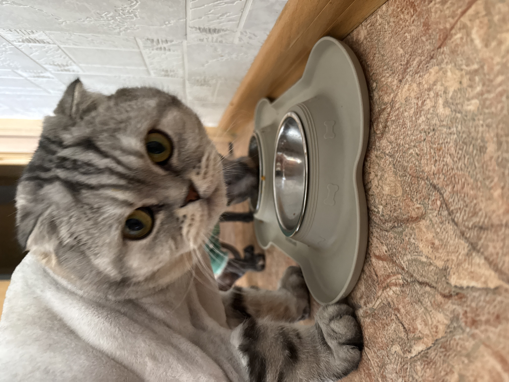 A gray tabby cat with yellowish-green eyes is positioned near a gray double-dish pet feeder set on a mottled tan surface, possibly a floor or countertop. The feeder has two metal bowls. The cat is wearing what appears to be a white garment. The background shows a wall with white rectangular tiles and a light brown wooden edge.