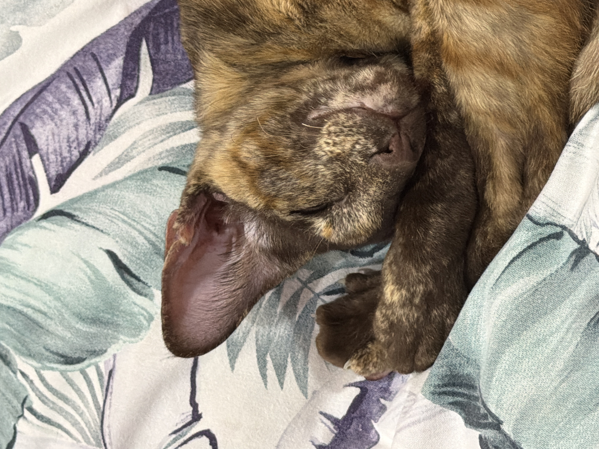 An adorable tortoiseshell cat is sleeping soundly on a bed with a botanical-themed duvet cover. The cat is curled up, with its face tucked into its paws, and its large ears are prominent. The duvet cover features a pattern of large, stylized leaves in shades of green and purple. The image captures a peaceful moment of rest. This scene is located in Chaikovsky, Russia.