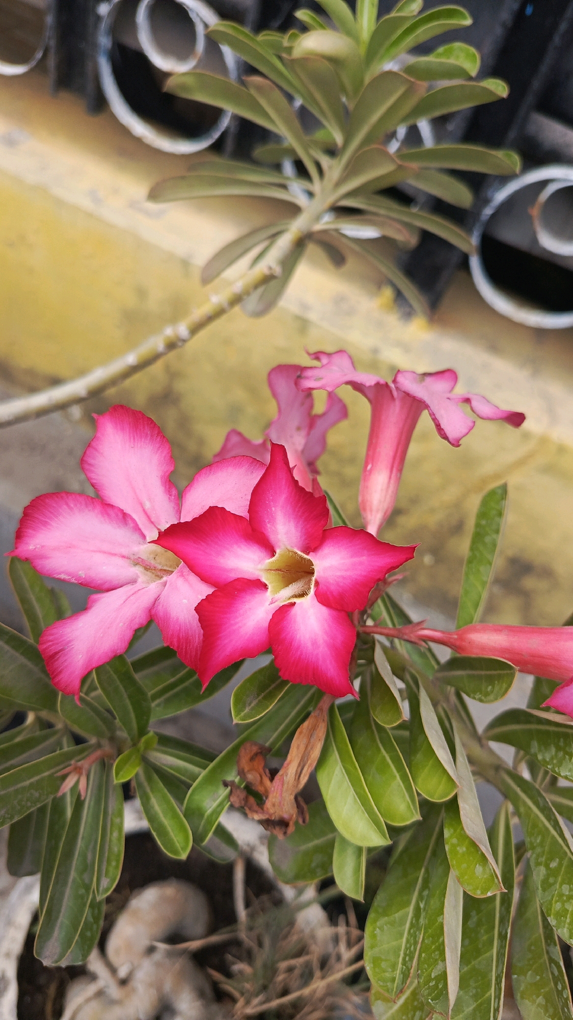 The image shows a close-up of pink Adenium flowers, also known as Desert Roses, in a garden setting. The flowers are vibrant with a gradient of deep pink at the edges fading to white and yellow at the center. Several flowers are in bloom, with one prominent five-petaled flower in the foreground, and other buds and partially opened flowers behind it. The plant has lush green leaves, some of which appear slightly wet, suggesting recent watering or dew. A dried, brown flower or seed pod is visible amongst the green leaves, adding a touch of natural decay. In the background, a blurry yellow surface, possibly a wall or pathway, is visible, along with some metallic structures, perhaps part of a fence or railing. The overall impression is of a well-maintained garden, likely located outdoors in Ronowijayan, Indonesia, where these plants thrive in warm climates.