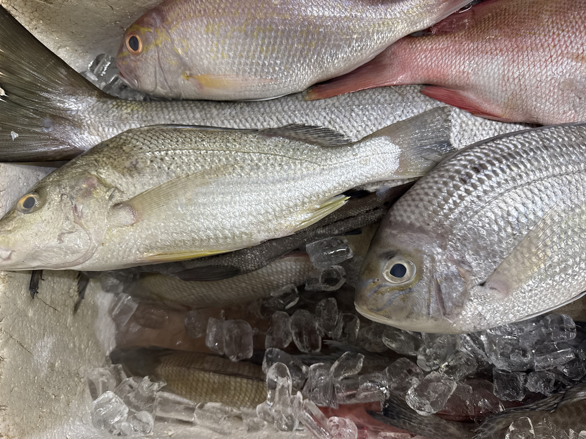 In Kuta Selatan, Indonesia, a close-up shot captures a display of fresh fish packed in ice. The scene is dominated by the silvery scales of several fish, some of which are prominently positioned in the foreground and midground. The fish are arranged in a styrofoam container, with visible ice chunks and some of the fish submerged in melted ice water. One fish, a lighter silver, is laid out lengthwise in the center, its tail fin partially visible behind another fish. To its right, a pinkish fish with yellow accents on its head and fins is positioned, its head facing towards the viewer. In the bottom foreground, another silvery fish is angled, its head and eye clearly visible. The background reveals more fish, their bodies obscured by the arrangement. The lighting is bright, highlighting the glistening scales and the cool environment of the ice.