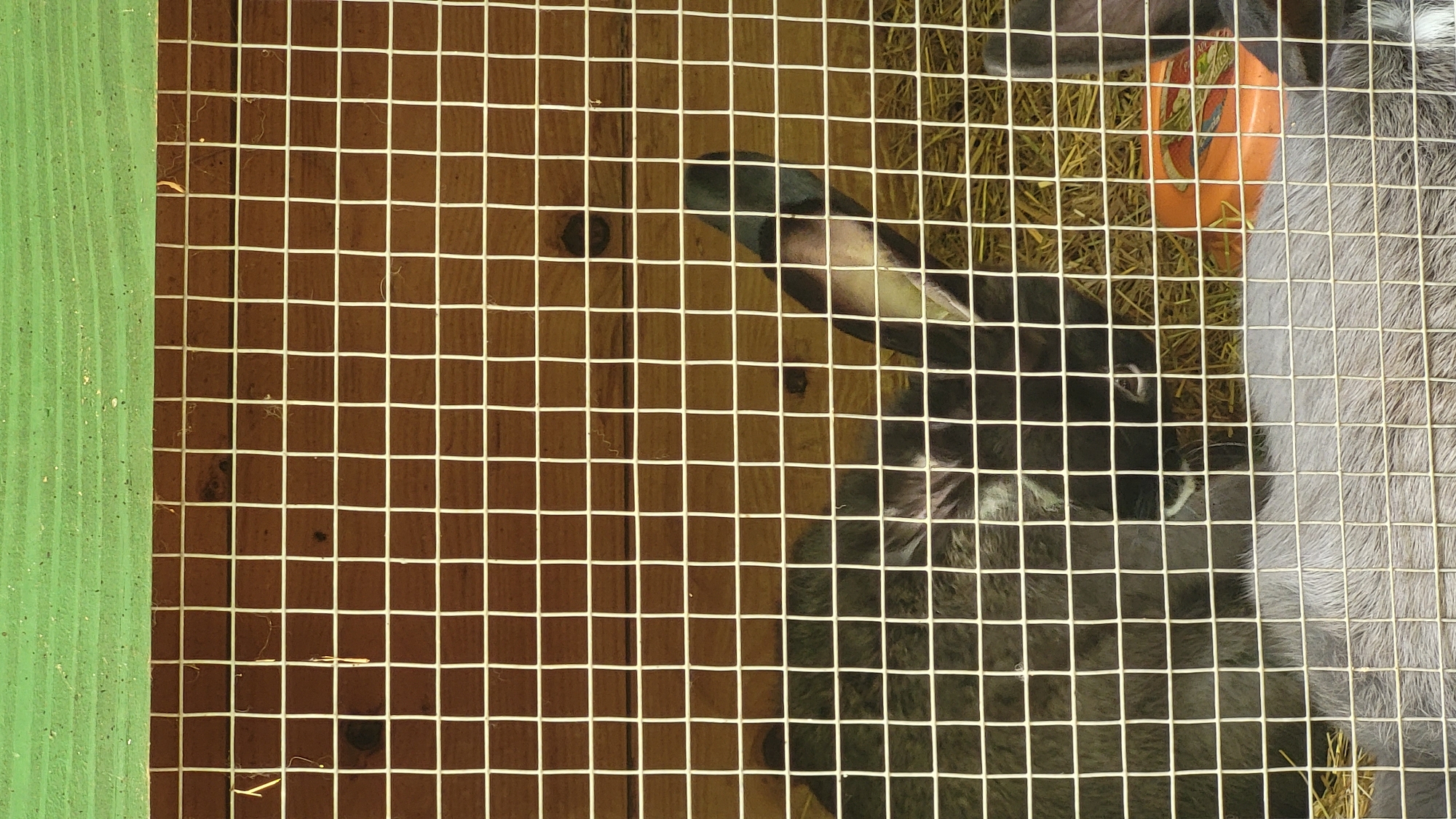 The image shows two rabbits in a cage. One rabbit is mostly visible in the foreground, with dark grey fur and a lighter grey underside. It is lying down. Behind it, another rabbit with dark fur is visible, with one ear sticking up. The cage has a wooden background and a green-painted wooden top. A small orange food bowl is visible in the lower right corner of the cage. The scene appears to be a domestic setting, possibly a backyard or a small farm. The location is not specified, but the request asks for it to be in the city of Prešov, Slovakia.