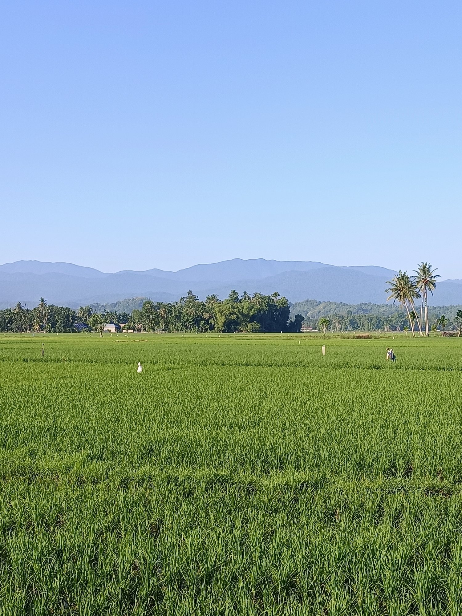 This image depicts a wide, green rice paddy field under a clear, pale blue sky. In the mid-ground, a white bird, possibly an egret, stands in the rice. Further to the right, a scarecrow, dressed in dark clothing, is visible. In the background, a line of trees separates the fields from rolling hills and mountains that fade into the distance. A few palm trees are also present on the right side of the frame. The scene is calm and rural, characteristic of agricultural landscapes in Indonesia, such as those found in Kampung Jumpa.