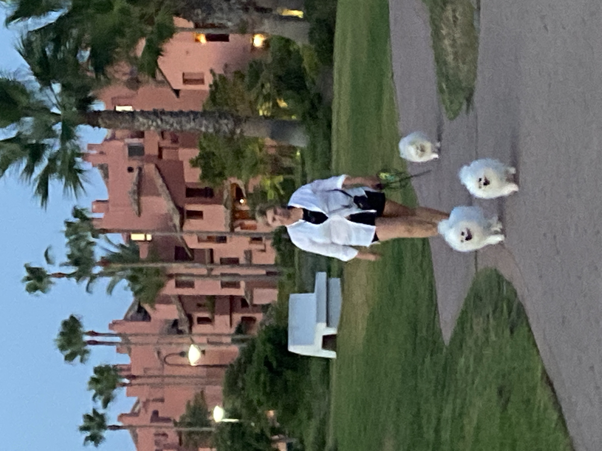 A woman with blonde hair, wearing a white open shirt over a black top and black shorts, is walking three small white dogs on a paved path. The dogs are Pomeranians, two are in the foreground and one is further behind. The woman is holding leashes. In the background, a modern resort complex with pink stucco buildings and palm trees is visible under a twilight sky. A white modern bench is on the left side of the frame. The scene is an outdoor park or walkway within the resort grounds in Estepona, Spain.
