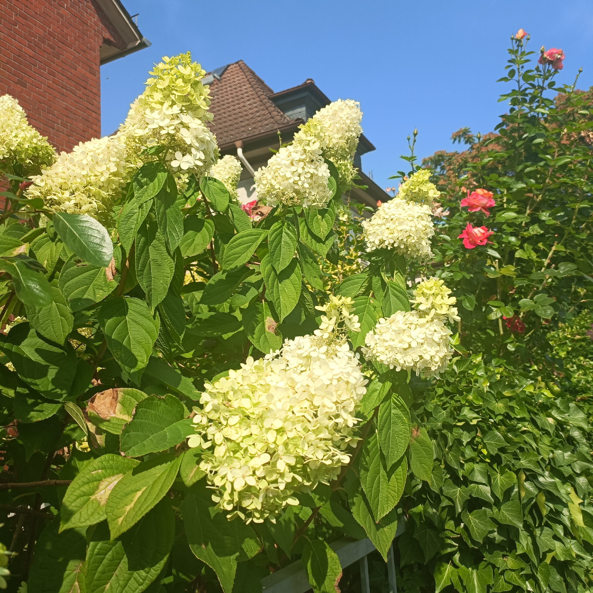 The image depicts a sunny day in Rüsselsheim am Main, Germany, with lush green foliage and flowering plants in the foreground. A cluster of white hydrangea blooms are prominently featured, their delicate petals catching the sunlight. Behind the hydrangeas, a rose bush displays vibrant pink and red blossoms. In the background, a brick building with a brown tiled roof and a dormer window suggests a residential setting. The sky is a clear, bright blue. The scene is likely a garden or backyard, with a low grey metal fence visible at the bottom of the frame.