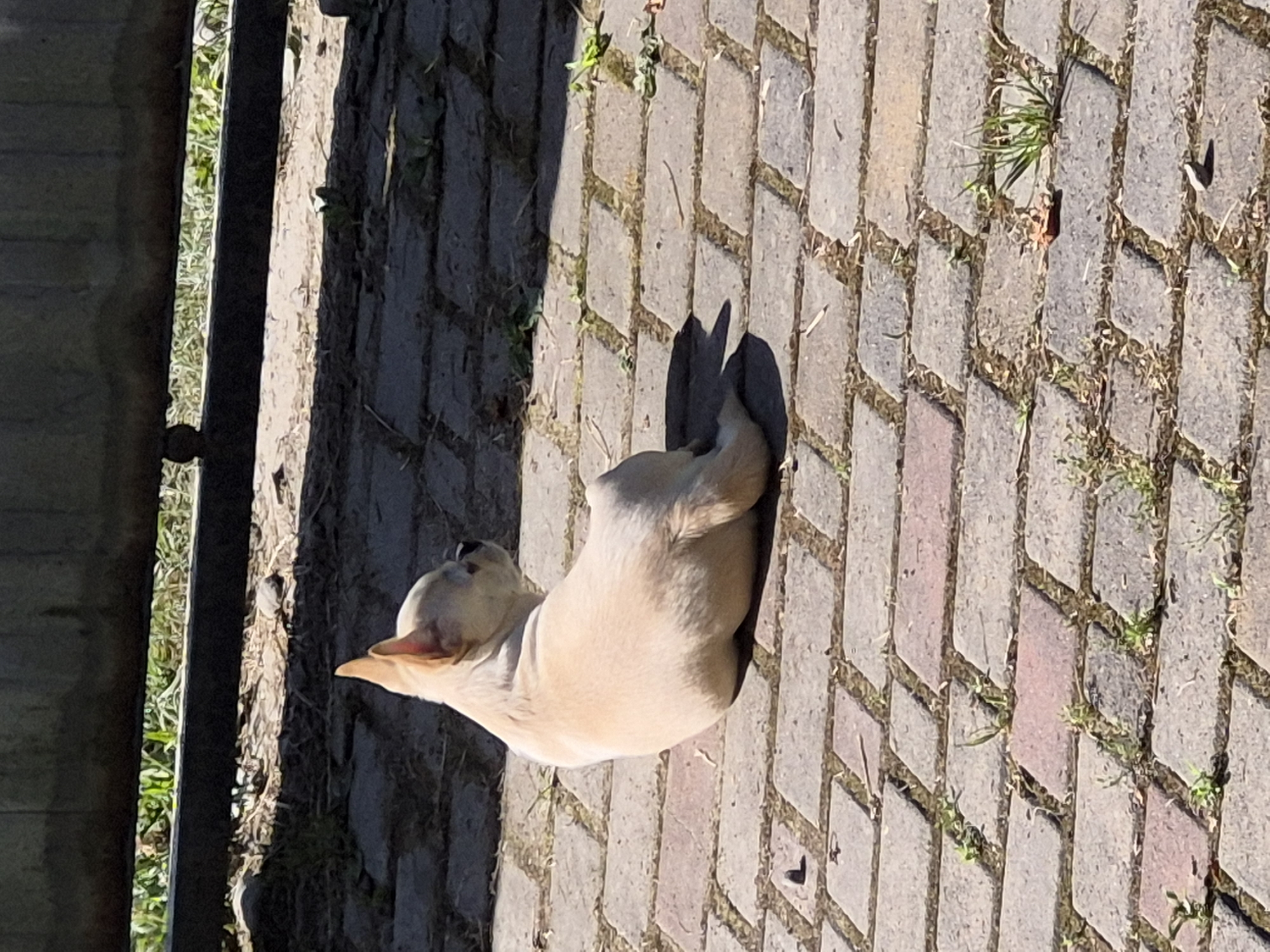 A light-colored French bulldog puppy sits on a cobblestone patio, facing away from the camera and looking to the right. The puppy is bathed in sunlight, creating a shadow to its left. The patio is made of interlocking rectangular bricks with grass growing in between the cracks. Behind the puppy, a dark wooden fence runs horizontally across the image, with a strip of green grass visible beneath it. The overall scene suggests an outdoor setting on a sunny day.