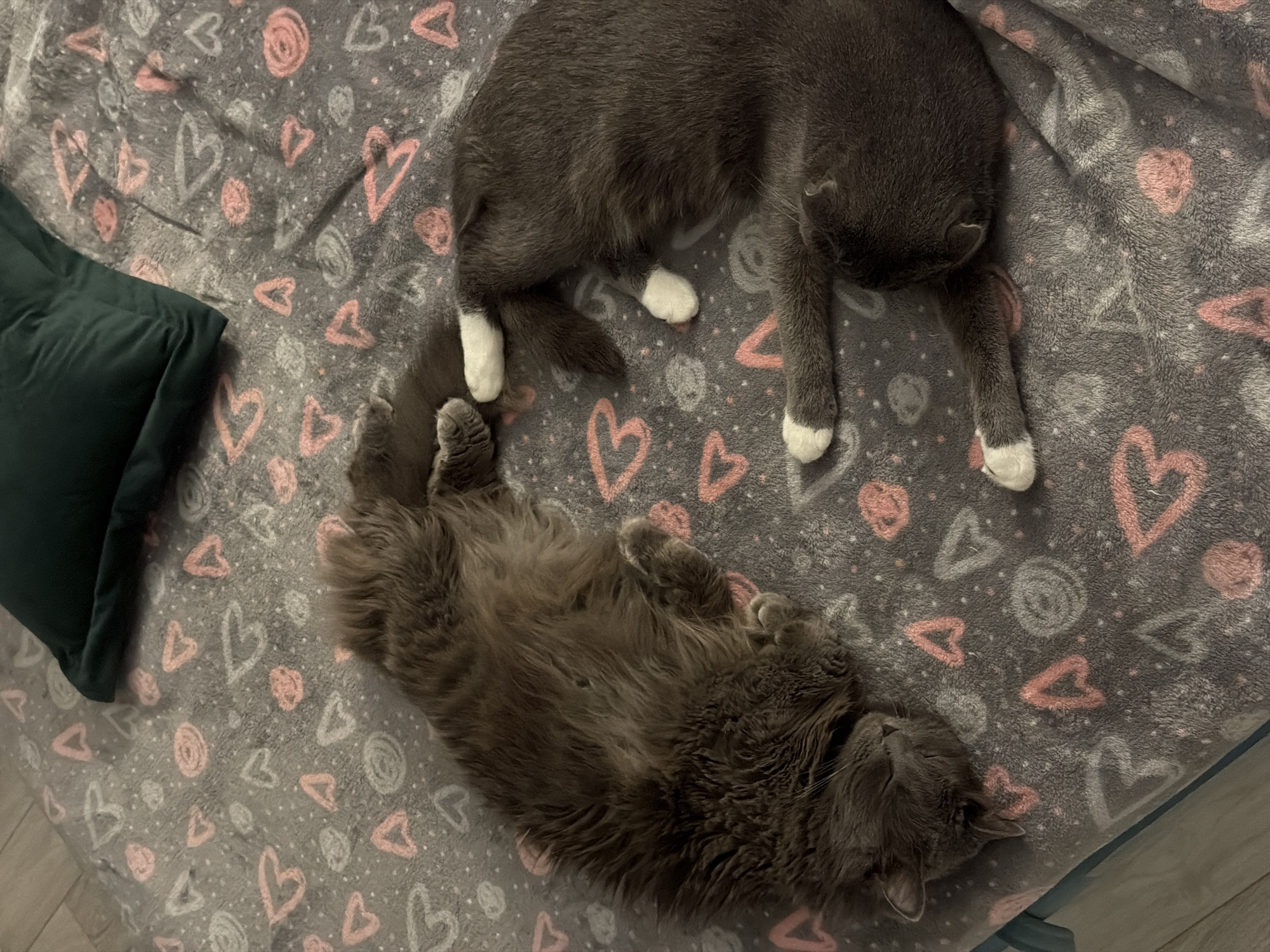 Two gray cats are sleeping on a gray blanket with pink and white heart and swirl patterns. One cat is curled up in a ball with white paws near the top right of the frame. The other cat is on its back with its legs in the air near the bottom left. A dark green square pillow is on the blanket near the left edge of the frame. The blanket is on a bed. The location is Chaikovsky, Russia.