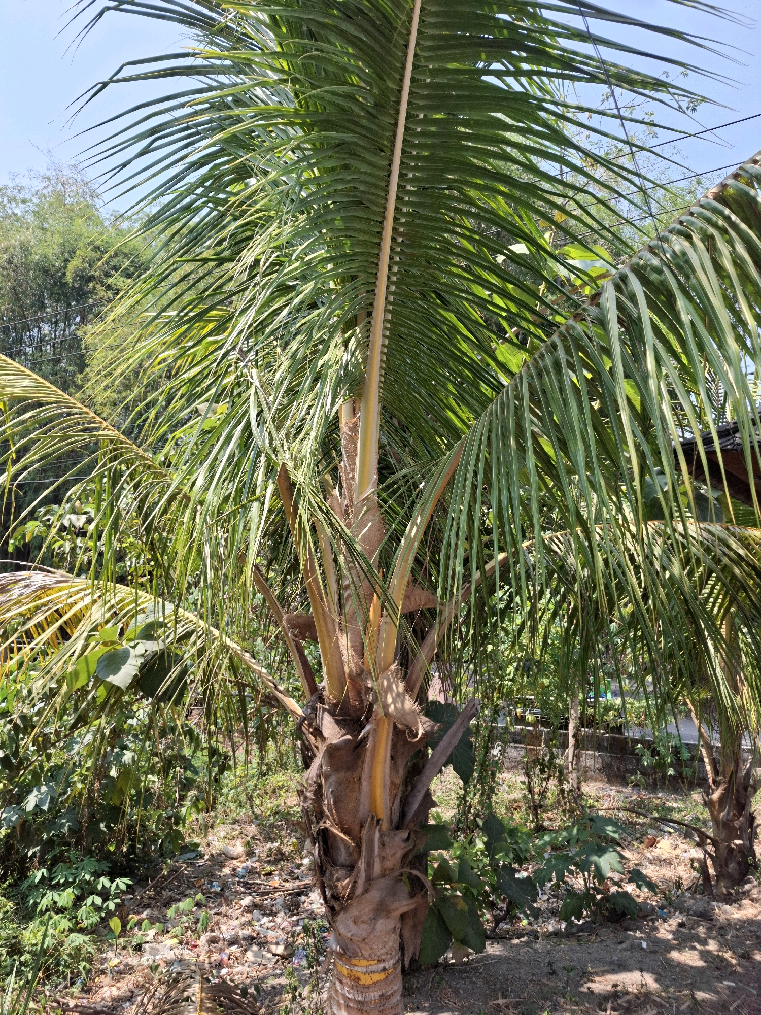 The image shows a close-up view of a coconut palm tree with its fronds dominating the foreground and midground. The palm's trunk, rough and textured with a yellowish-orange hue at the base, is visible. Sunlight filters through the green, elongated leaves, creating a dappled effect. In the background, a dense canopy of various green trees and foliage suggests an outdoor, possibly rural or semi-rural environment. The ground beneath the tree appears to be covered in dry leaves and some scattered debris. The sky is clear blue, indicating a sunny day. The scene is devoid of any people or human activity, presenting a natural, static view of the coconut palm in its environment. The location is identified as Kedungmaron, Indonesia.
