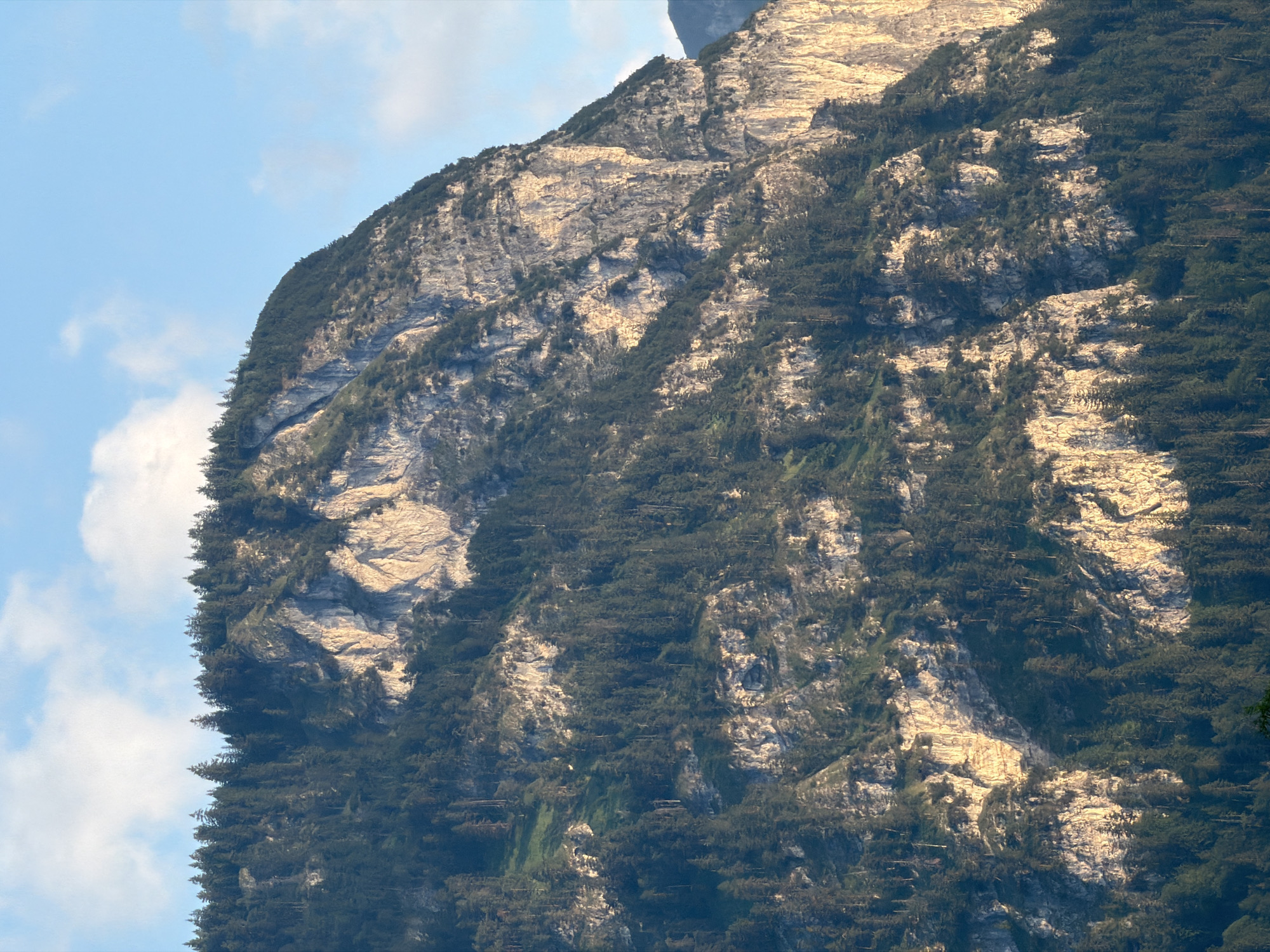 This image is a close-up, vertical shot of the side of a large, steep mountain covered in dark green pine trees and exposed rock faces. The mountain is illuminated by the warm glow of what appears to be the setting sun, casting long shadows and highlighting the textures of the rock. The sky above is a clear, light blue with a few wispy white clouds. The mountain's rugged terrain features numerous rocky outcrops and crevices, interspersed with dense forestation that clings to the slopes. The overall impression is one of natural grandeur and a remote, mountainous landscape. This scene is characteristic of the Alps, and given the prompt's context, it is likely a view of the mountains surrounding Garmisch-Partenkirchen, Germany, possibly the Zugspitze or a similar prominent peak. No people or man-made structures are visible.
